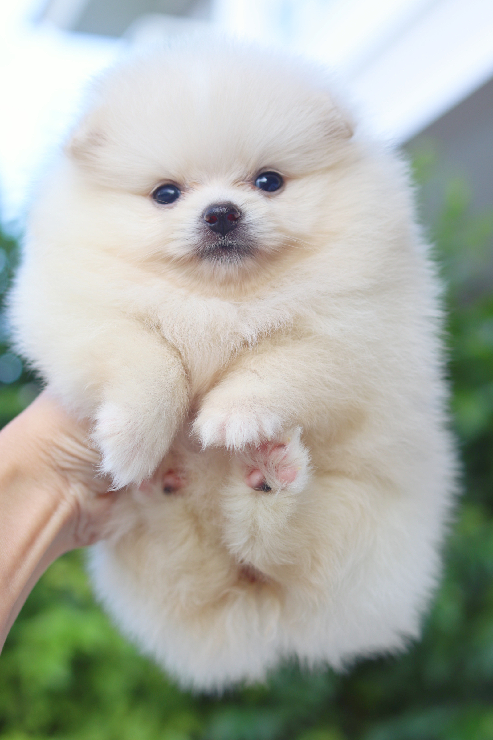 ปอมเมอเรเนียน เพศเมียสีขาวครีม