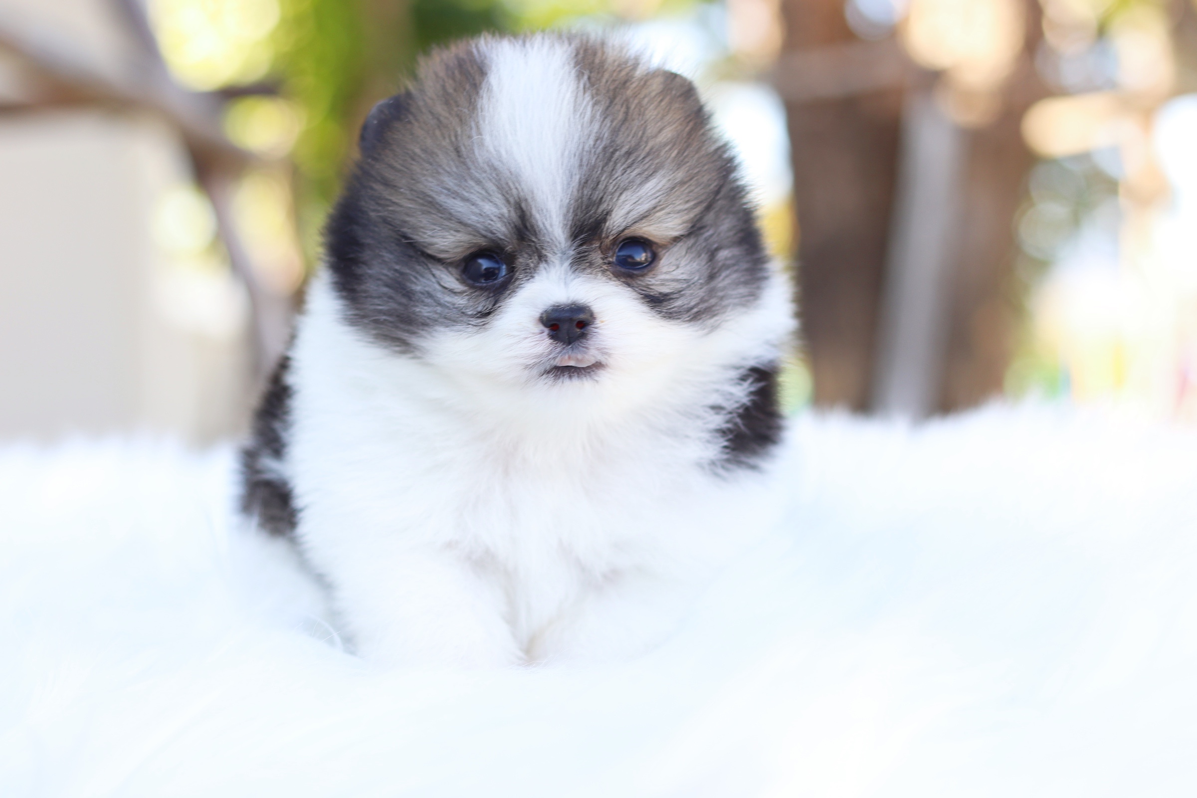 ปอมเมอเรเนียน เพศผู้ สีแฟนซี ทีคัพ