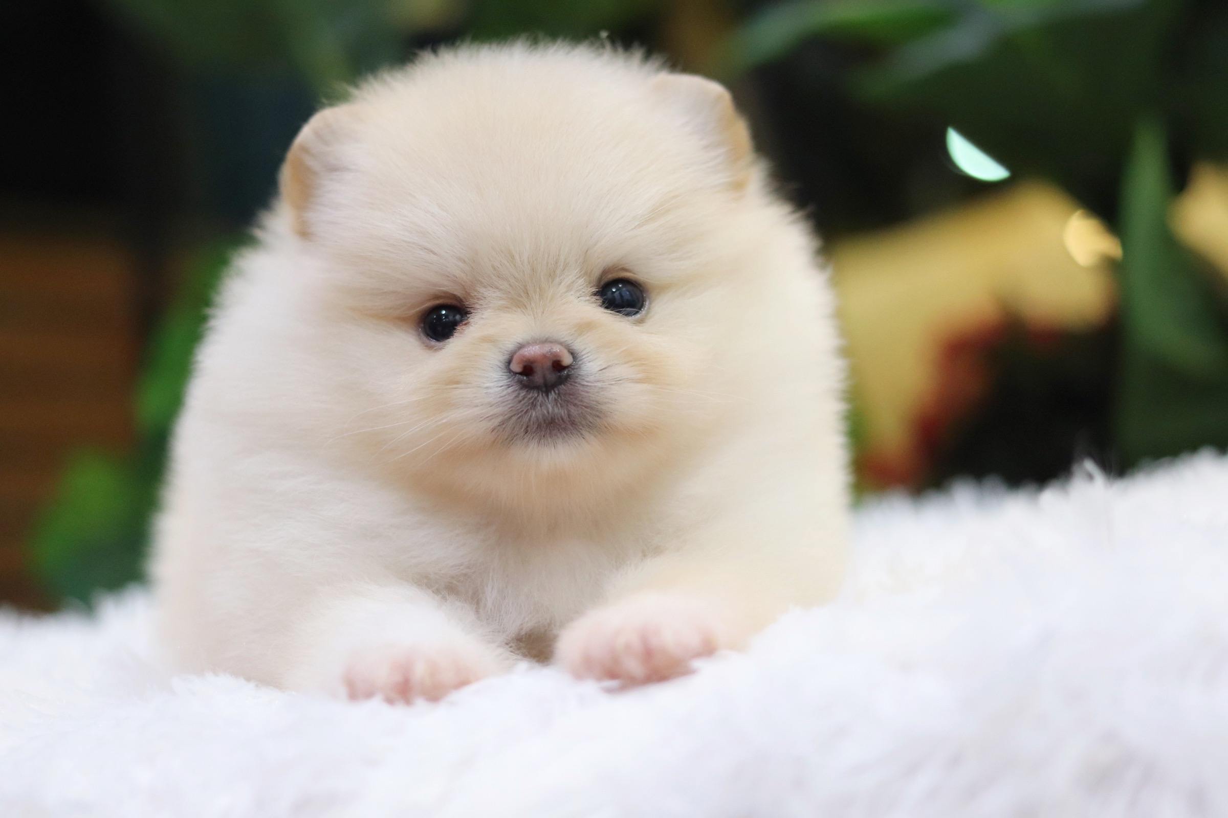 ปอมเมอเรเนียน เพศผู้