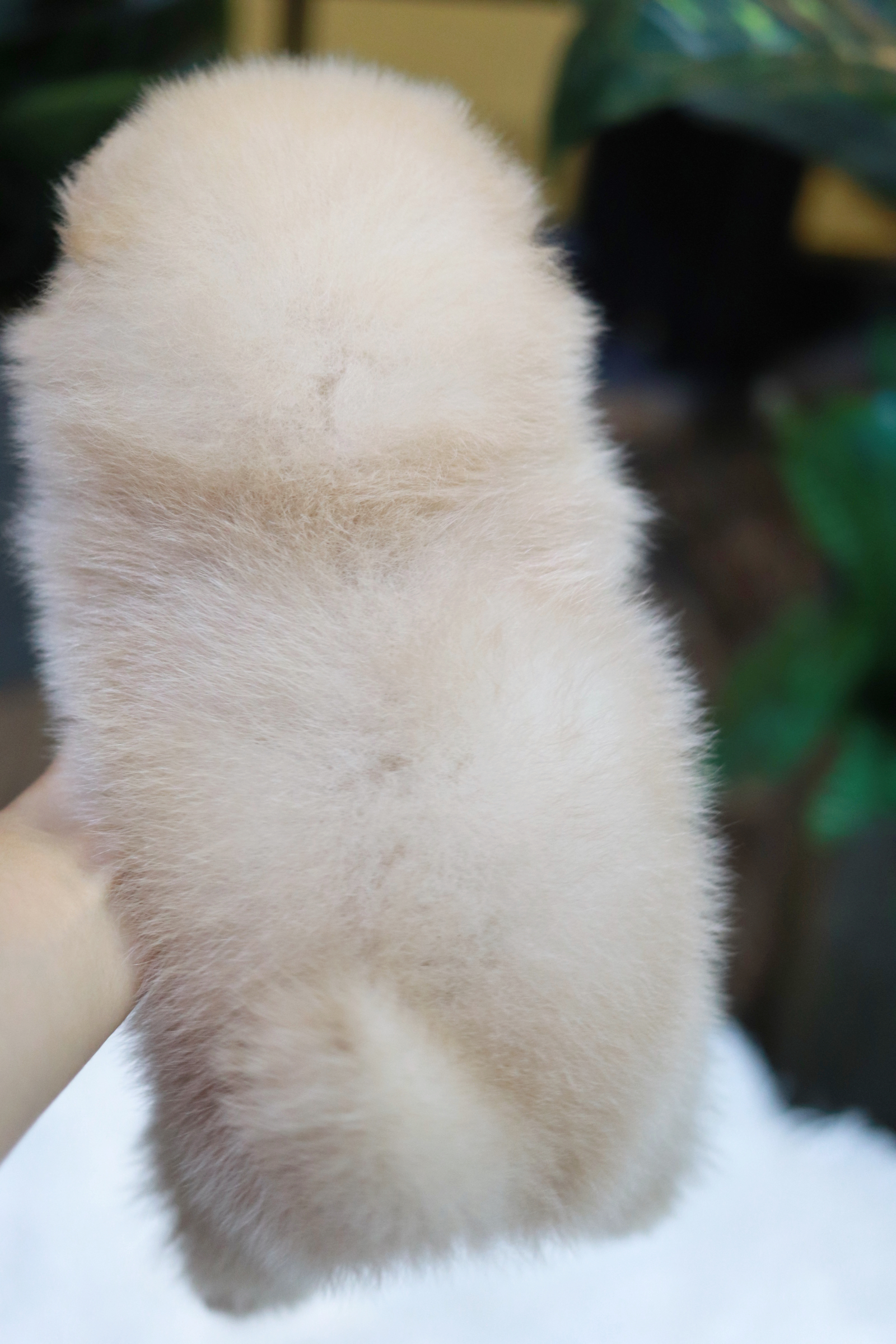 ปอมเมอเรเนียน เพศผู้ สีครีมหน้าฟ็อก