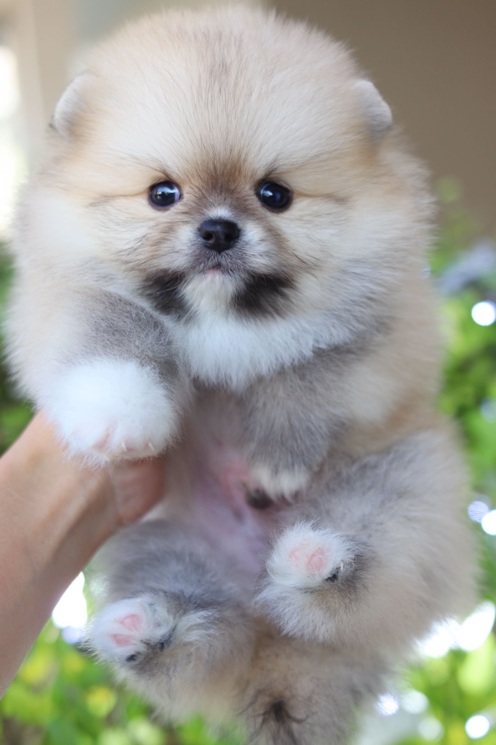 ปอมเมอเรเนียน เพศผู้สีส้ม