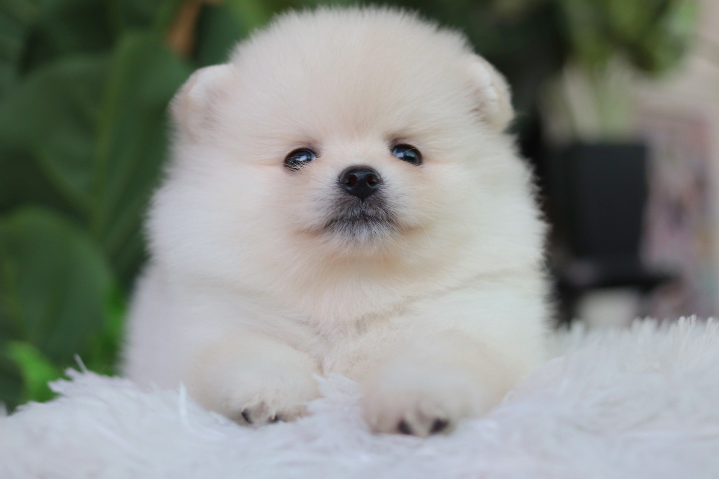 ปอมเมอเรเนียน เพศผู้ขาวครีม