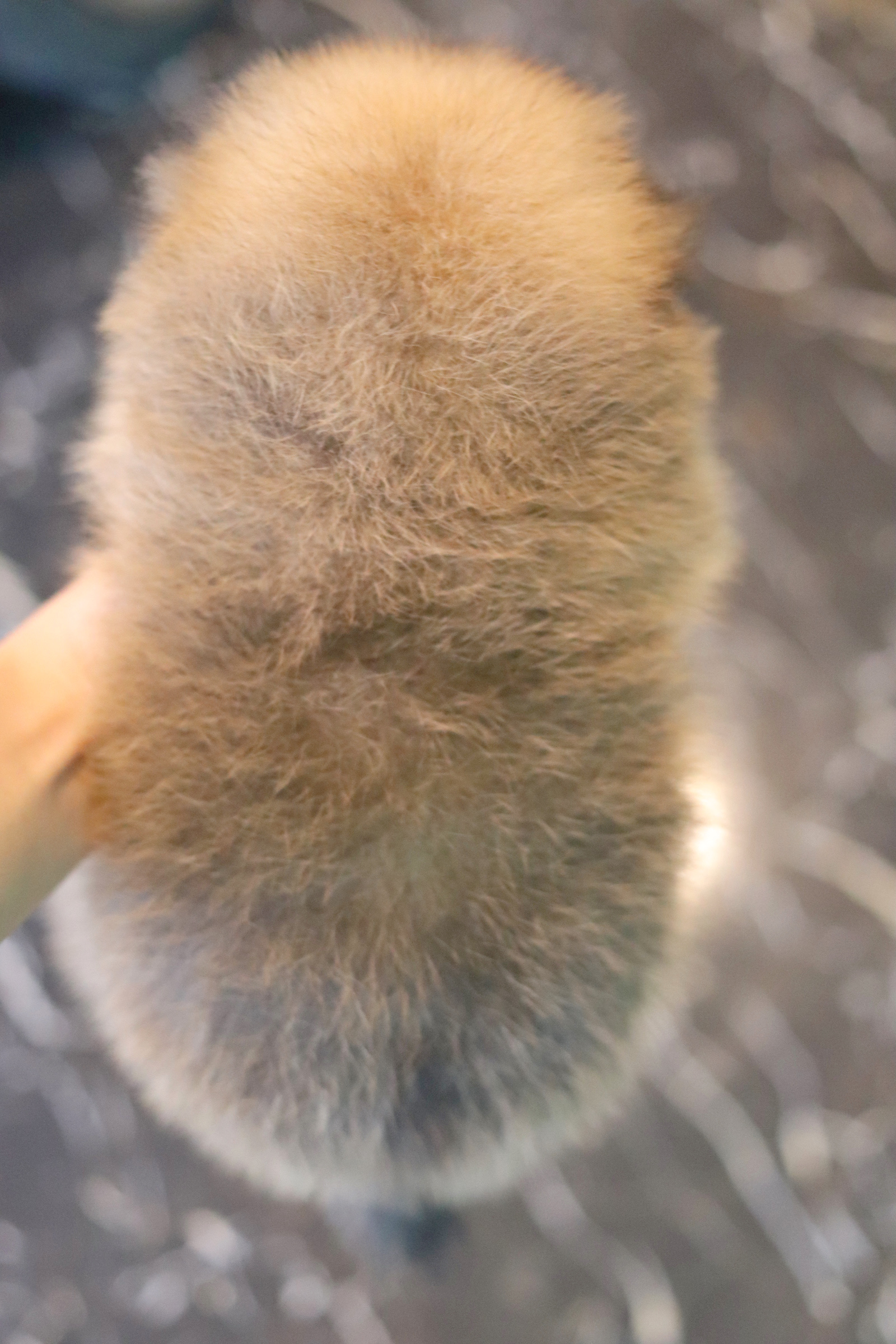 ปอมเมอเรเนียน เพศผู้ สีส้ม