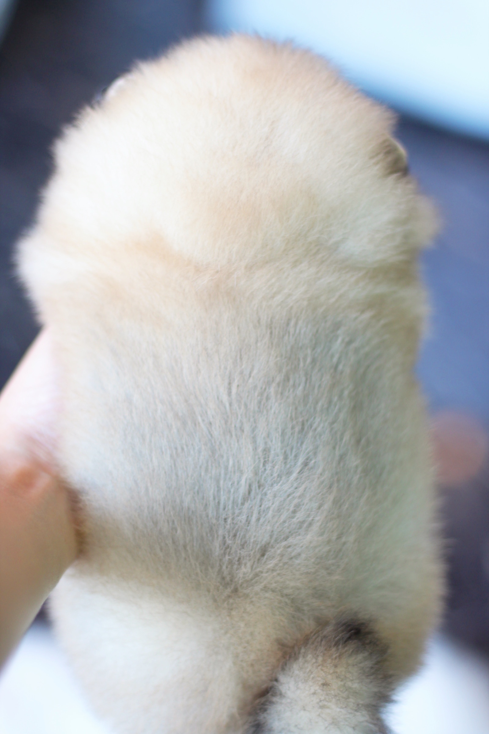 ปอมเมอเรเนียน เพศผู้ สีส้มเกรดโชว์