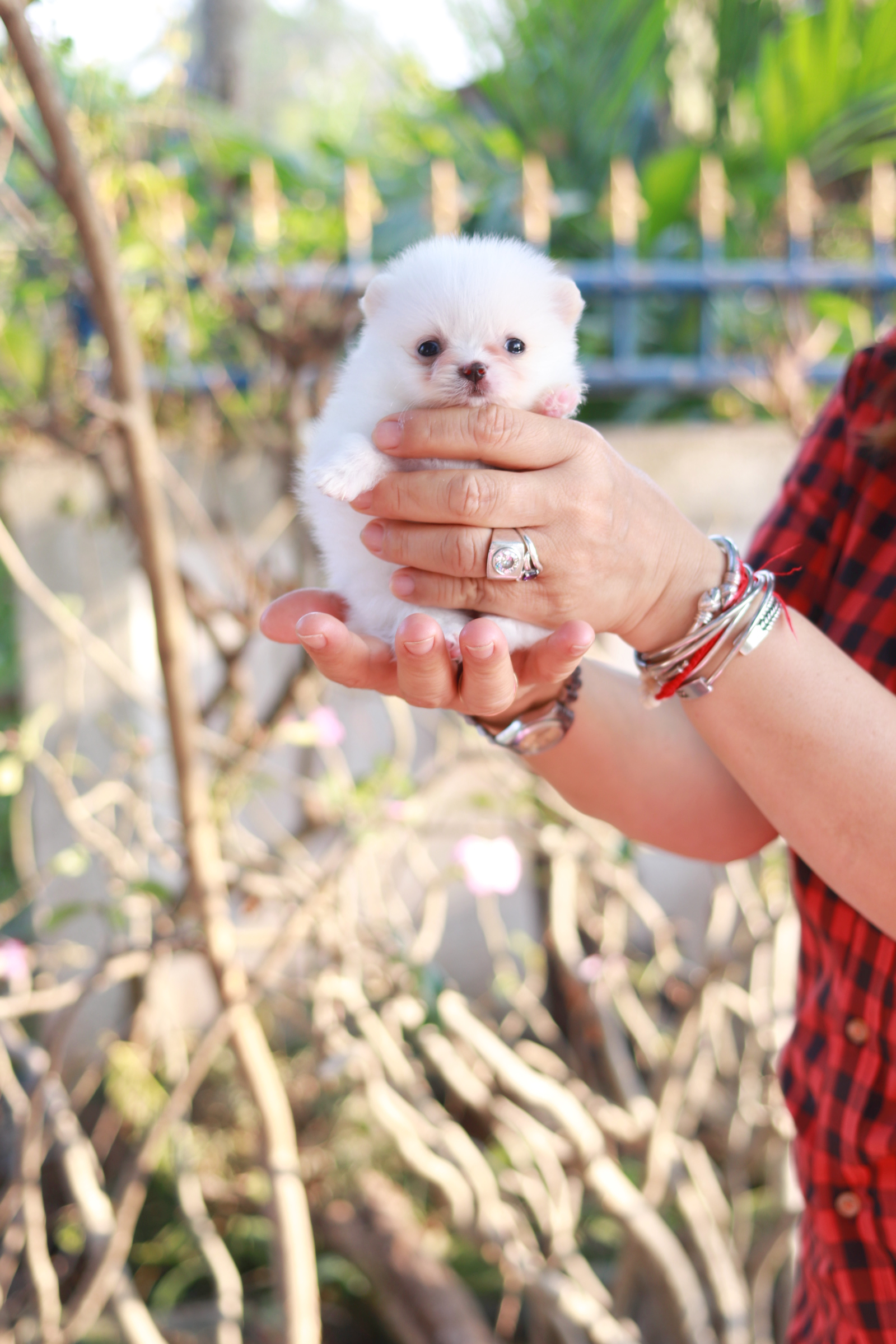 ปอมเมอเรเนียน เพศเมีย สีขาวทีคัพ