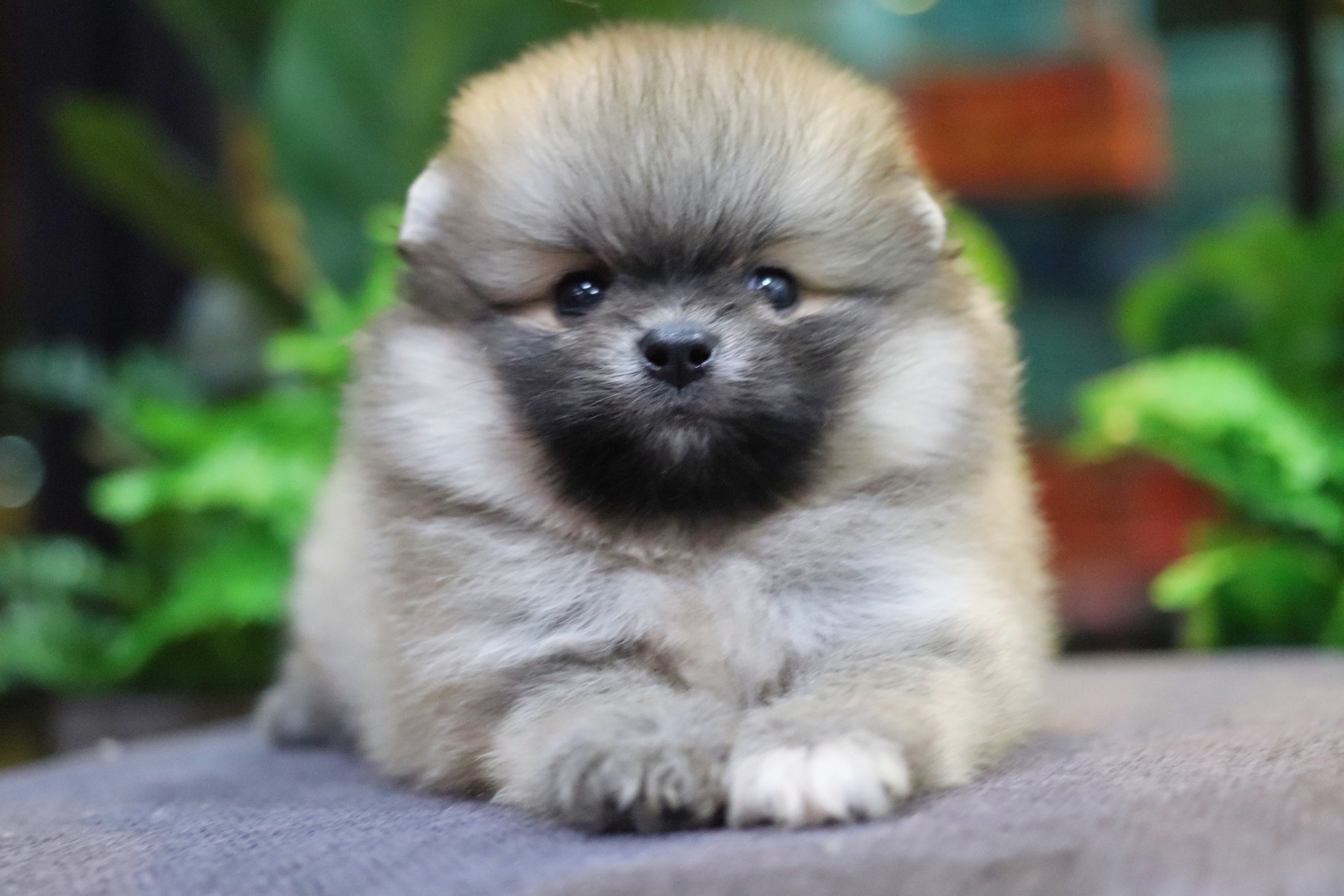 ปอมเมอเรเนียน เพศผู้ สีส้ม