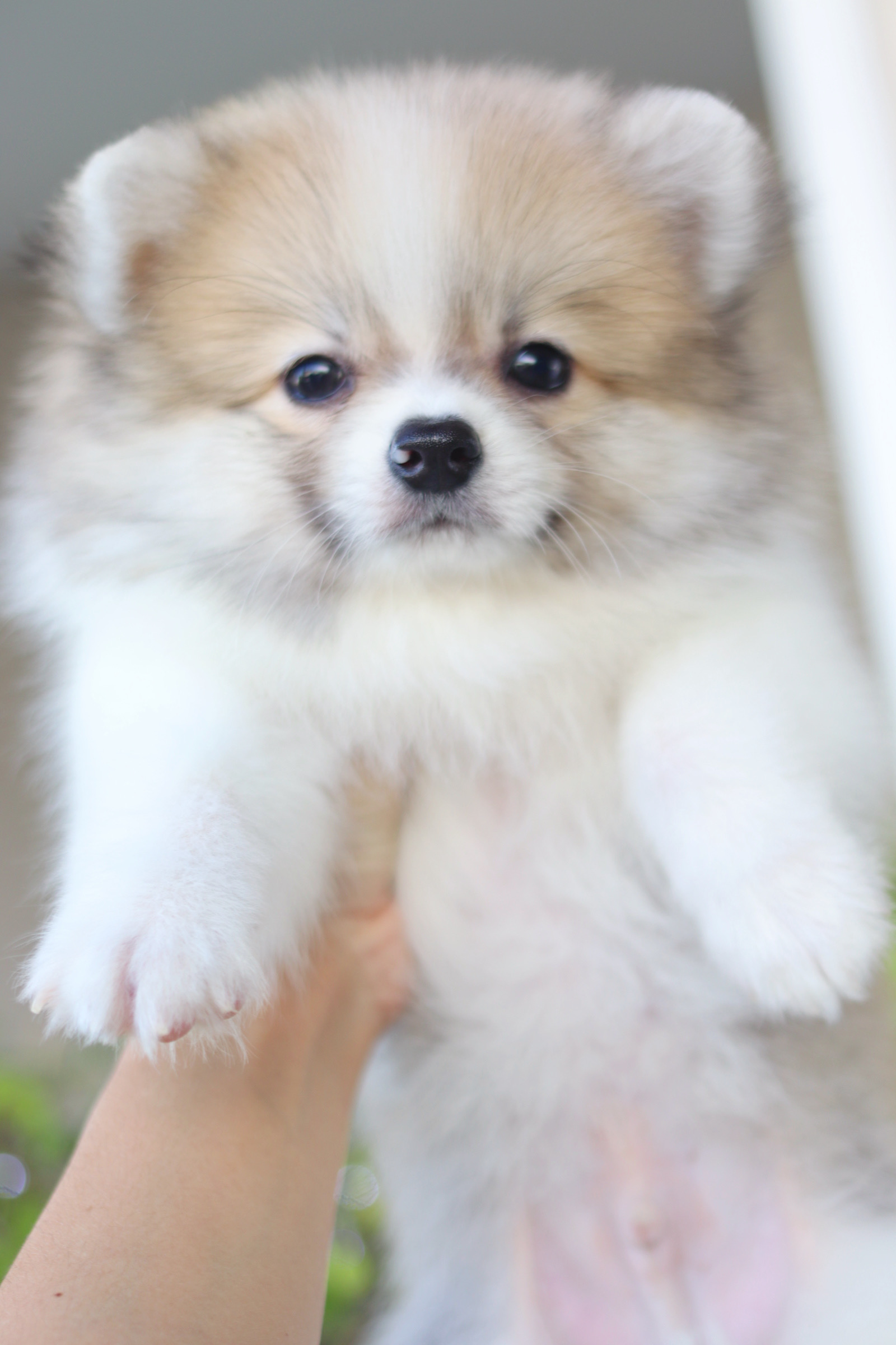 ปอมเมอเรเนียน เพศผู้ สีแฟนซี