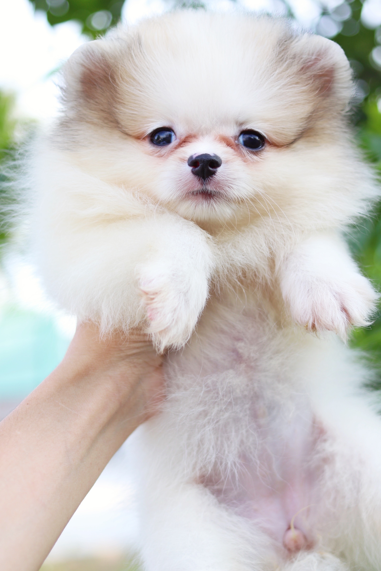 ปอมเมอเรเนียน เพศเมียแฟนซี