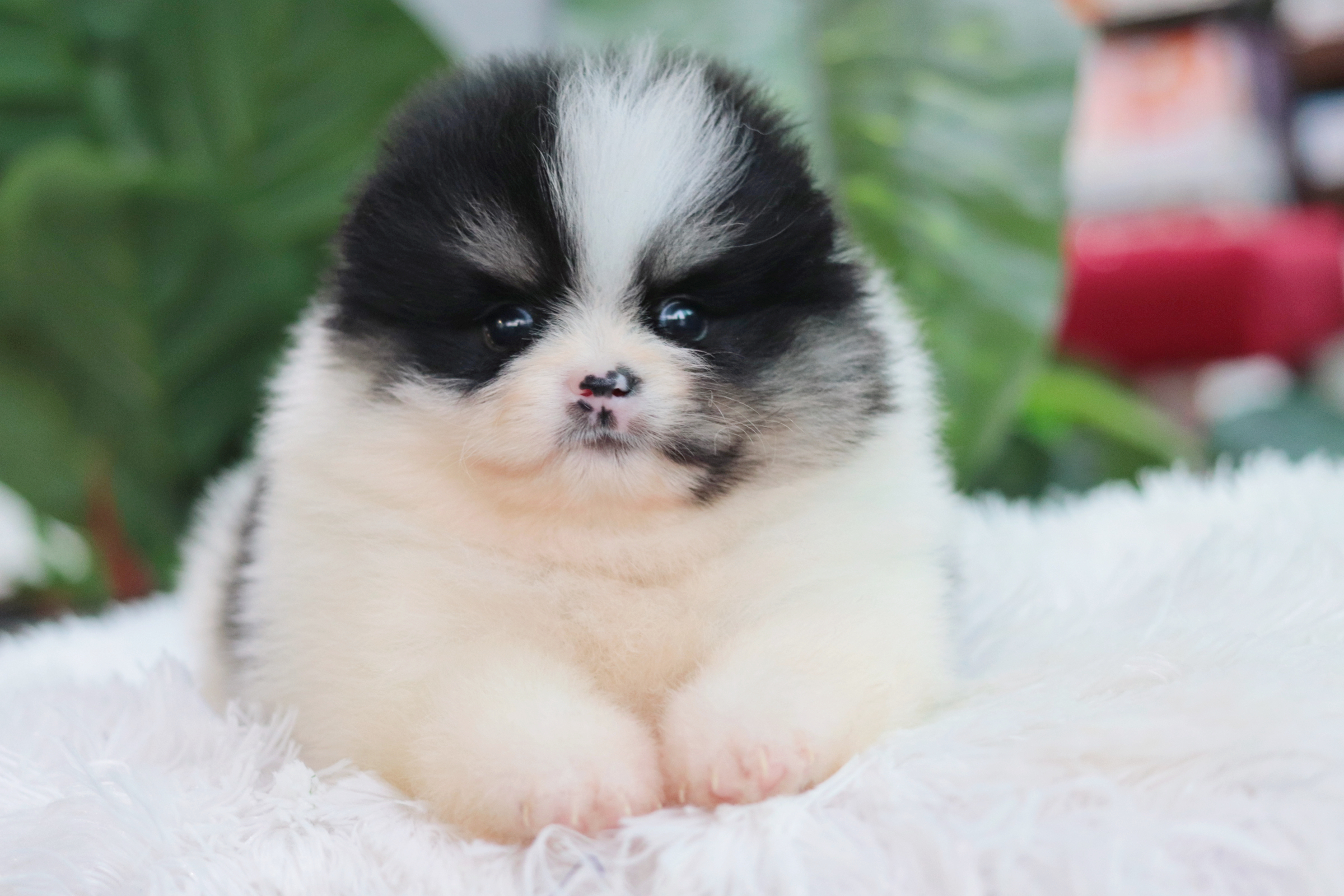 ปอมเมอเรเนียน เพศผู้ ปาร์ตี้แบล็คแทน