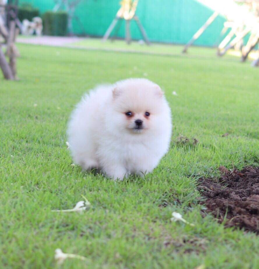 ปอมเมอเรเนียน เพศผู้