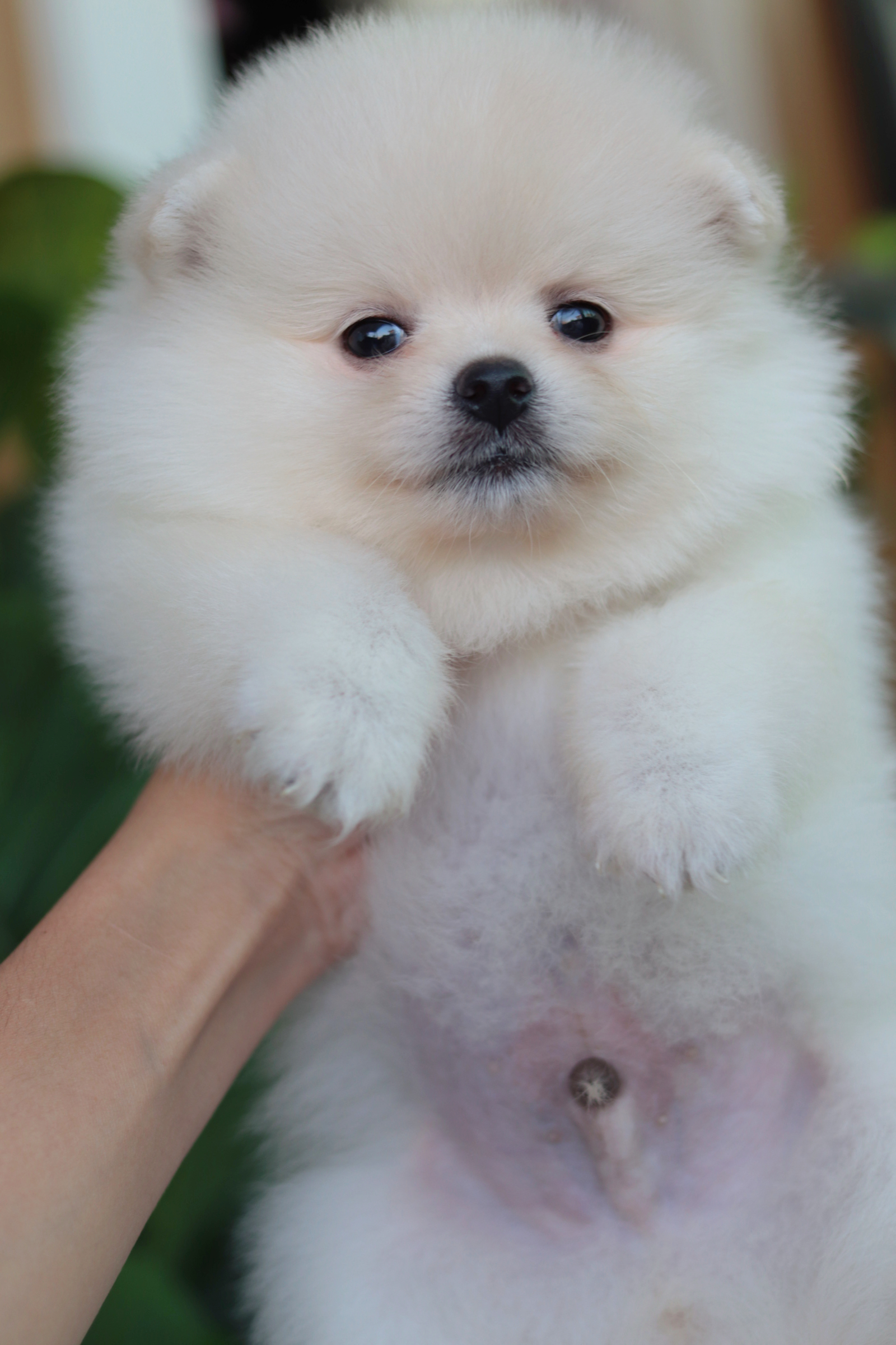 ปอมเมอเรเนียน เพศผู้ขาวครีม