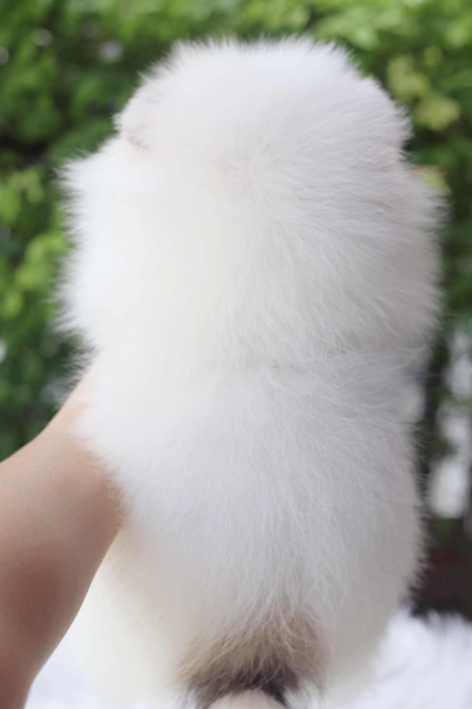 ปอมเมอเรเนียน เพศเมียสีแฟนซี