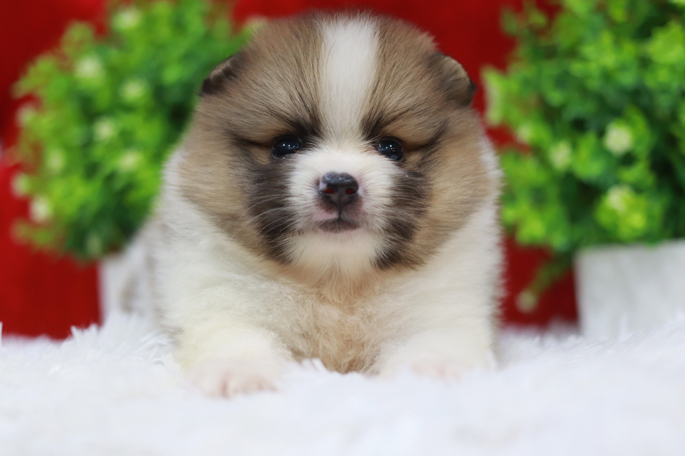 ปอมเมอเรเนียน เพศผู้ แฟนซี