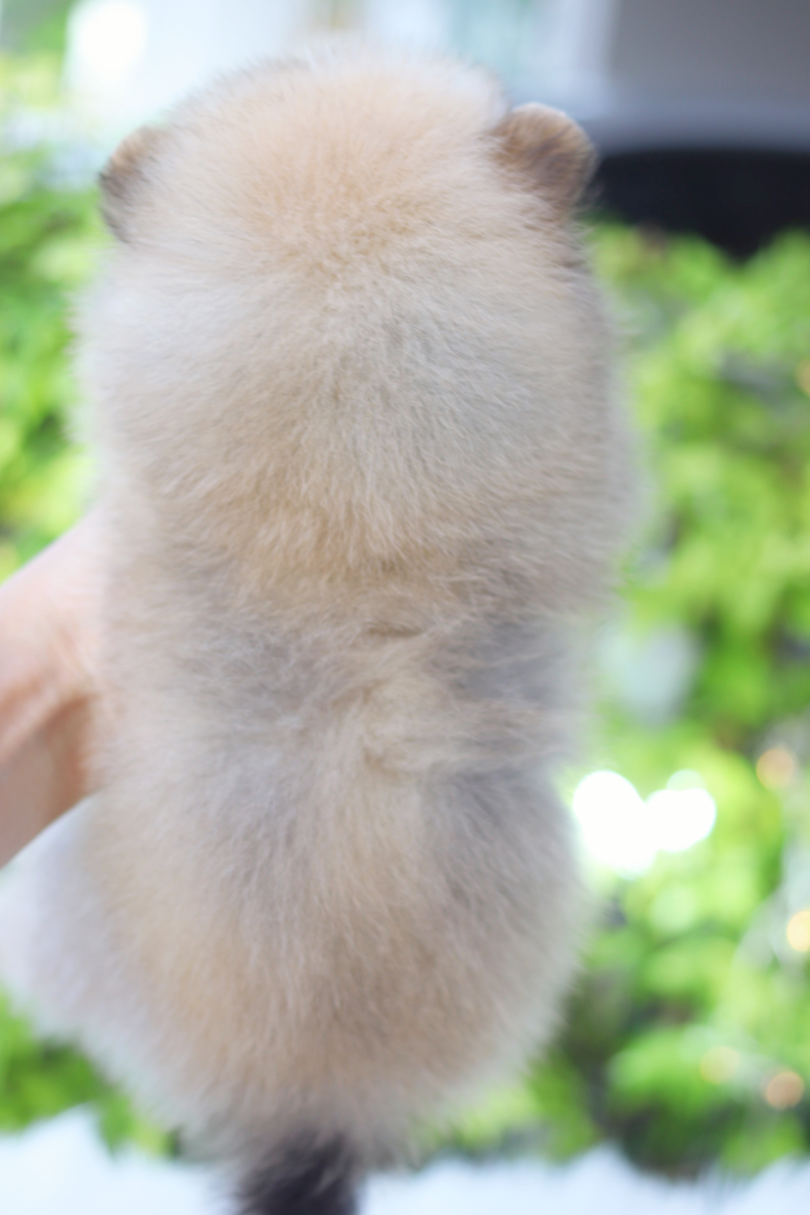 ปอมเมอเรเนียน เพศผู้สีส้ม