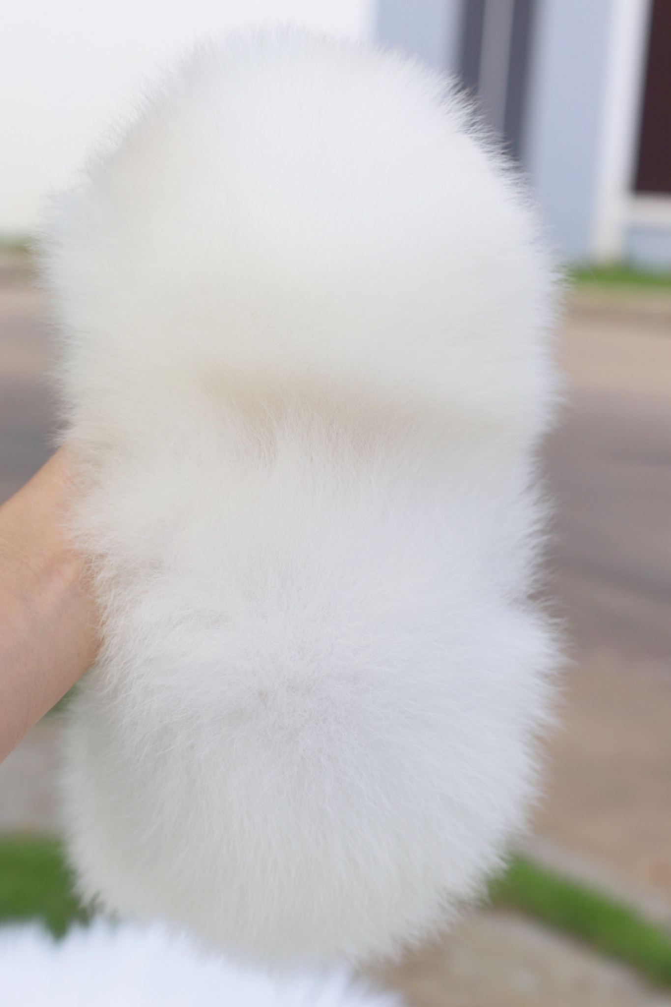 ปอมเมอเรเนียน เพศผู้สีขาวครีมเกรดโชว์ พร้อมใบเพ็ดเต็มใบ