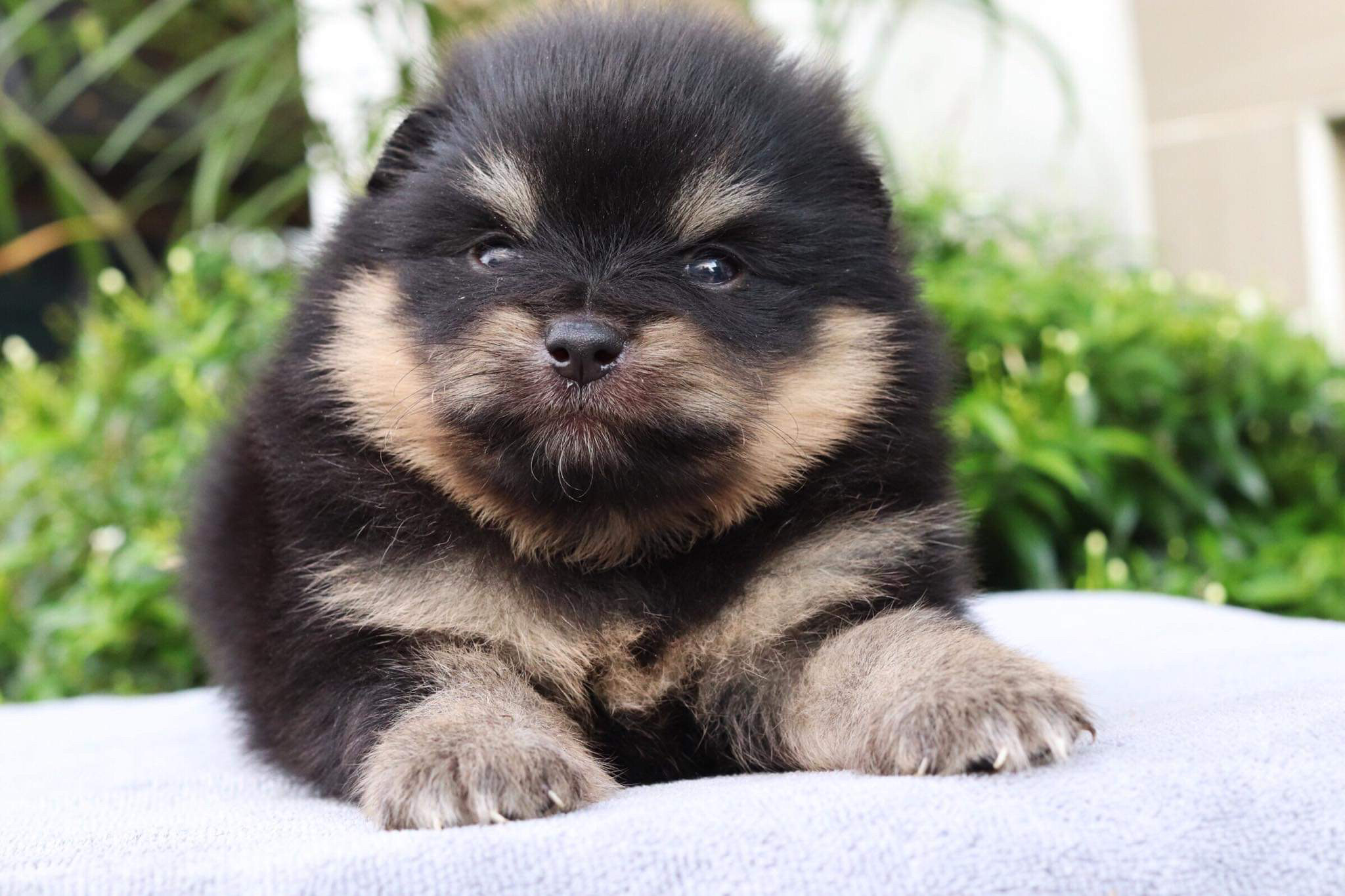 ปอมเมอเรเนียน เพศผู้