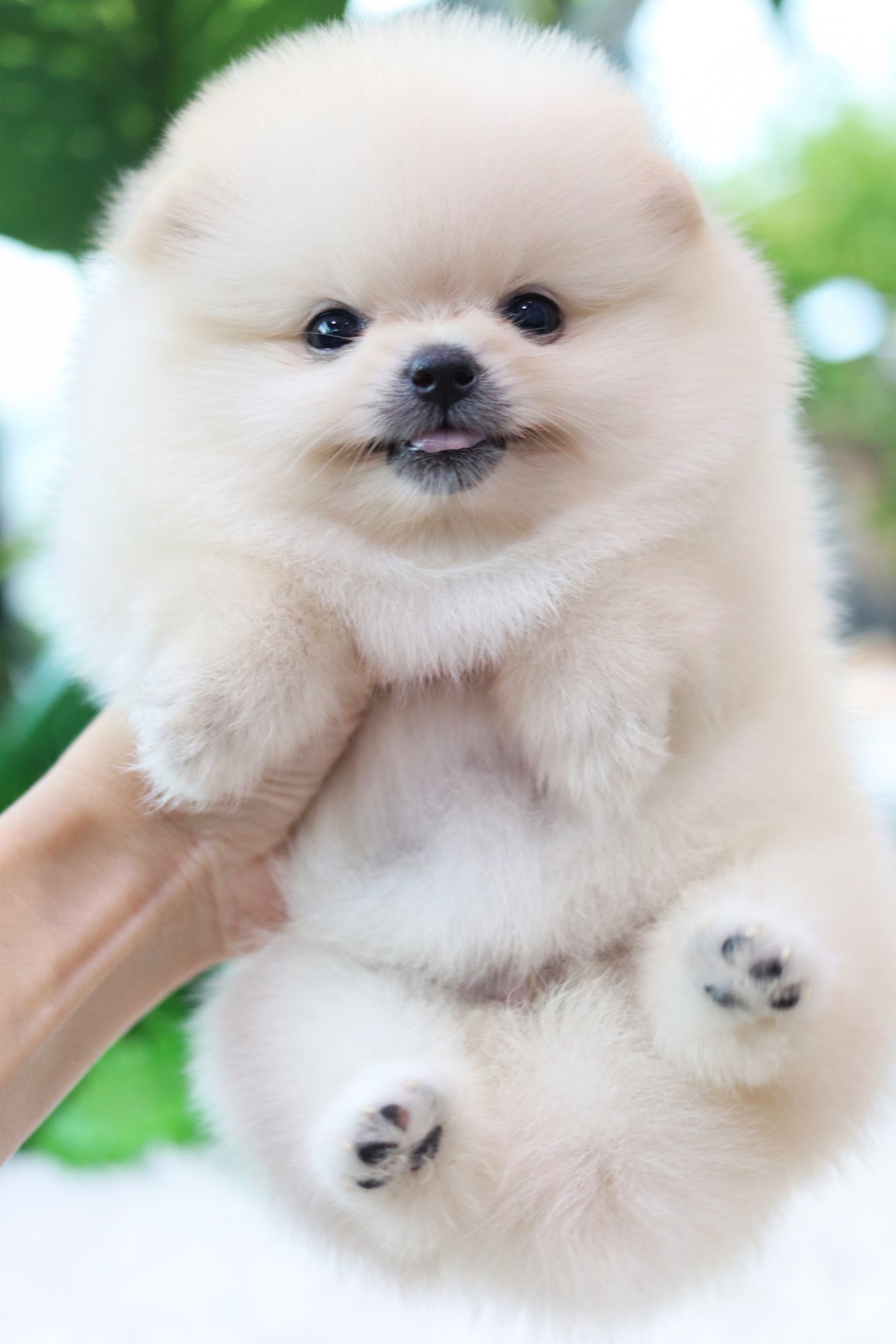 ปอมเมอเรเนียน เพศเมียสีขาวครีม