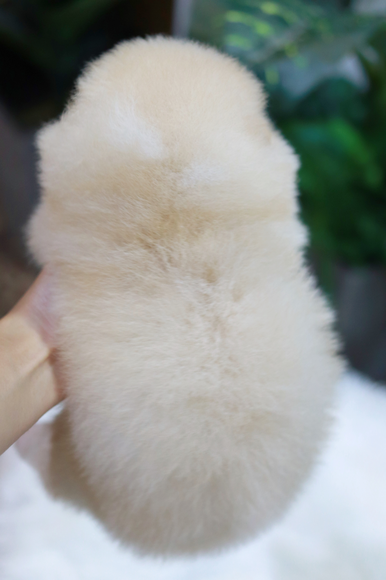 ปอมเมอเรเนียน เพศผู้ ไซส์ปกติ หน้าฟ็อก