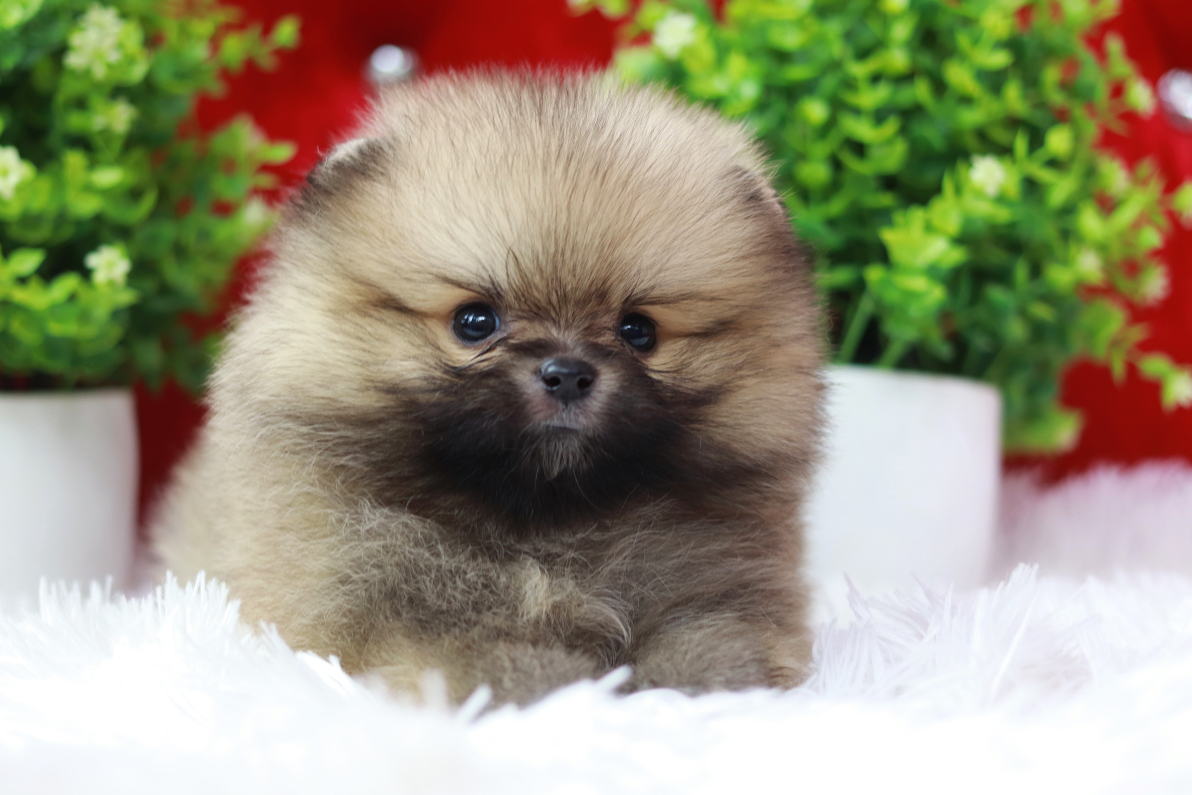 ปอมเมอเรเนียน เพศเมีย สีส้ม