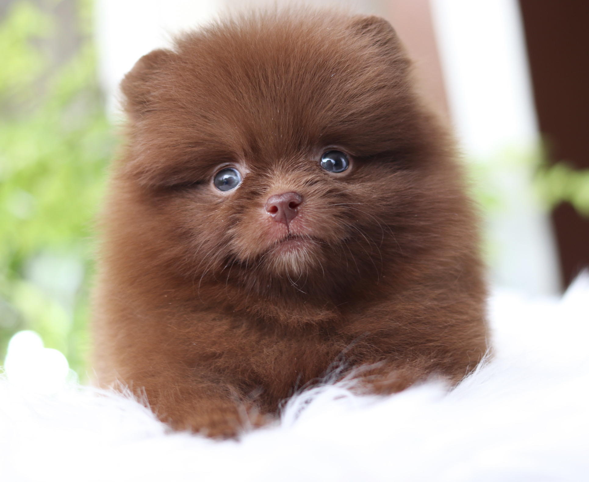 ปอมเมอเรเนียน เพศเมียสีช็อค เกรดโชว์