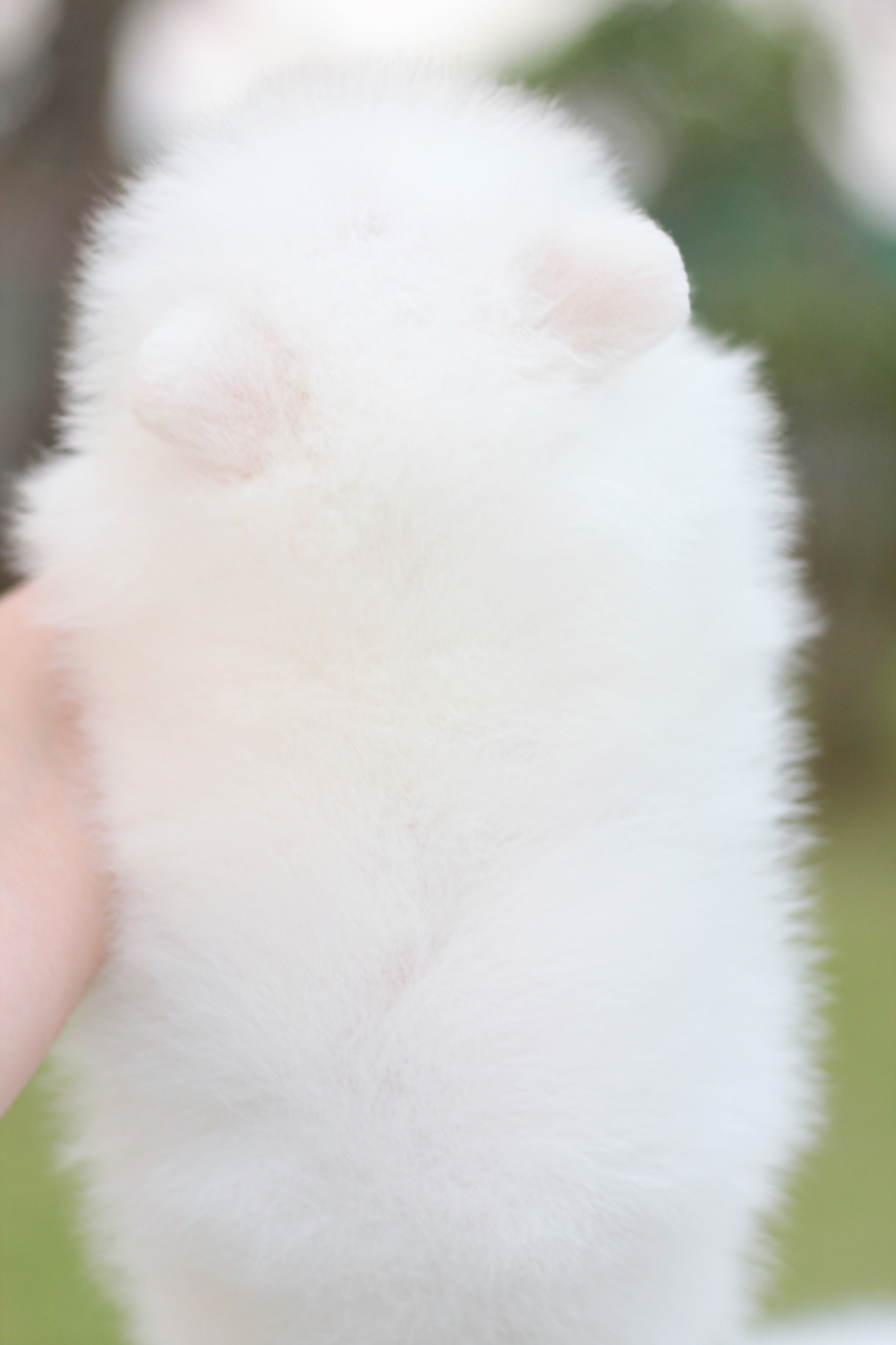 ปอมเมอเรเนียน เพศผู้ สีขาวครีม