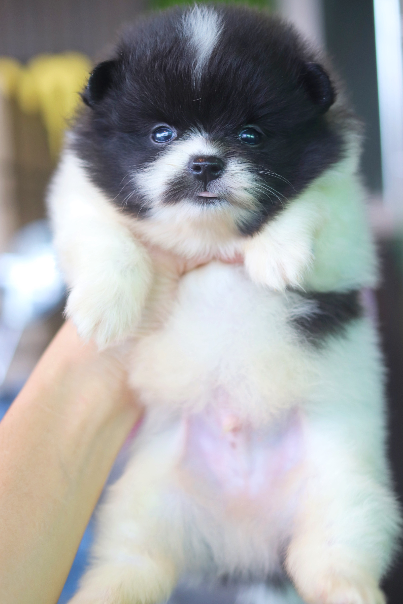 ปอมเมอเรเนียน เพศผู้ สีแฟนซี