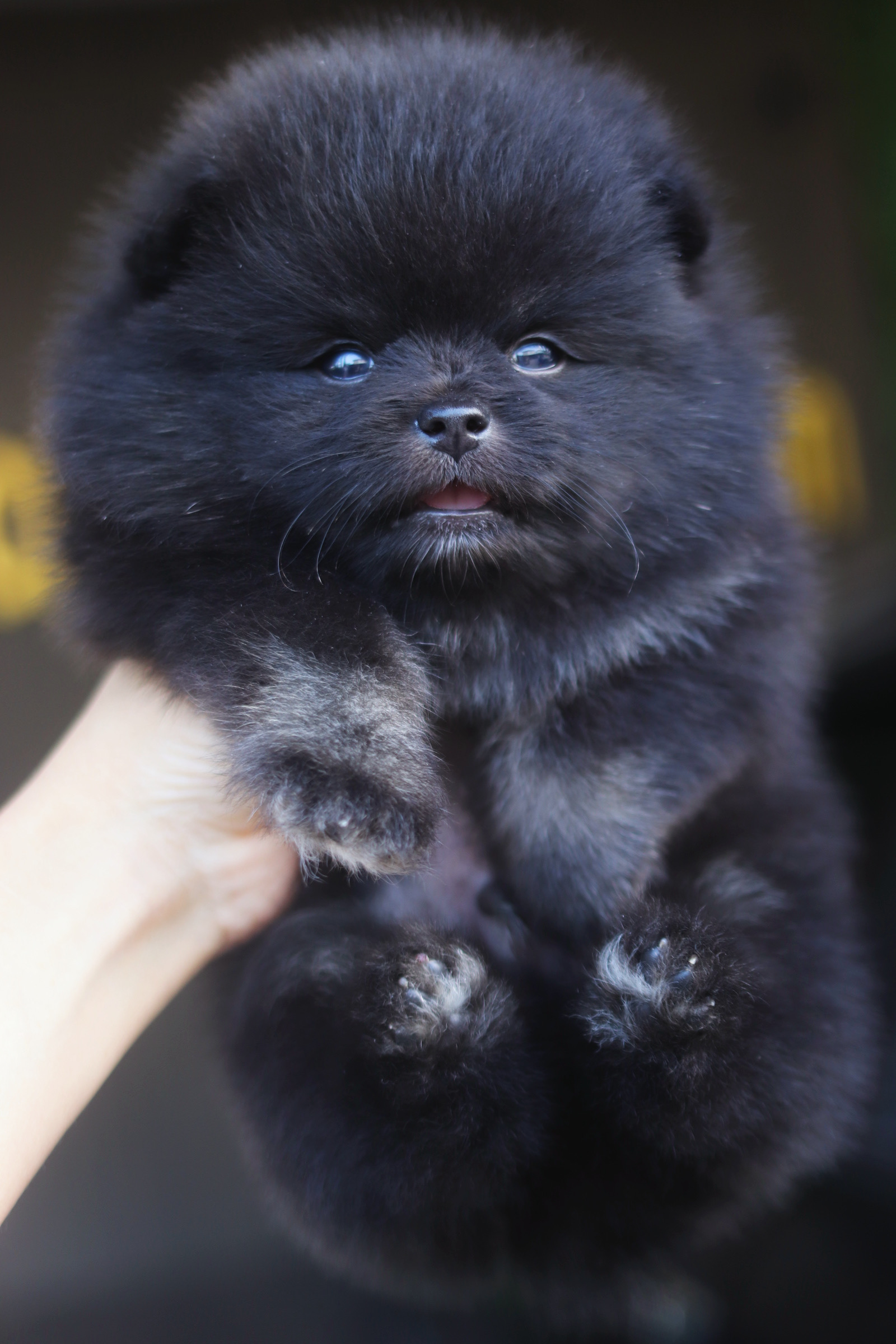 ปอมเมอเรเนียน เพศผู้ สีแบล็ค