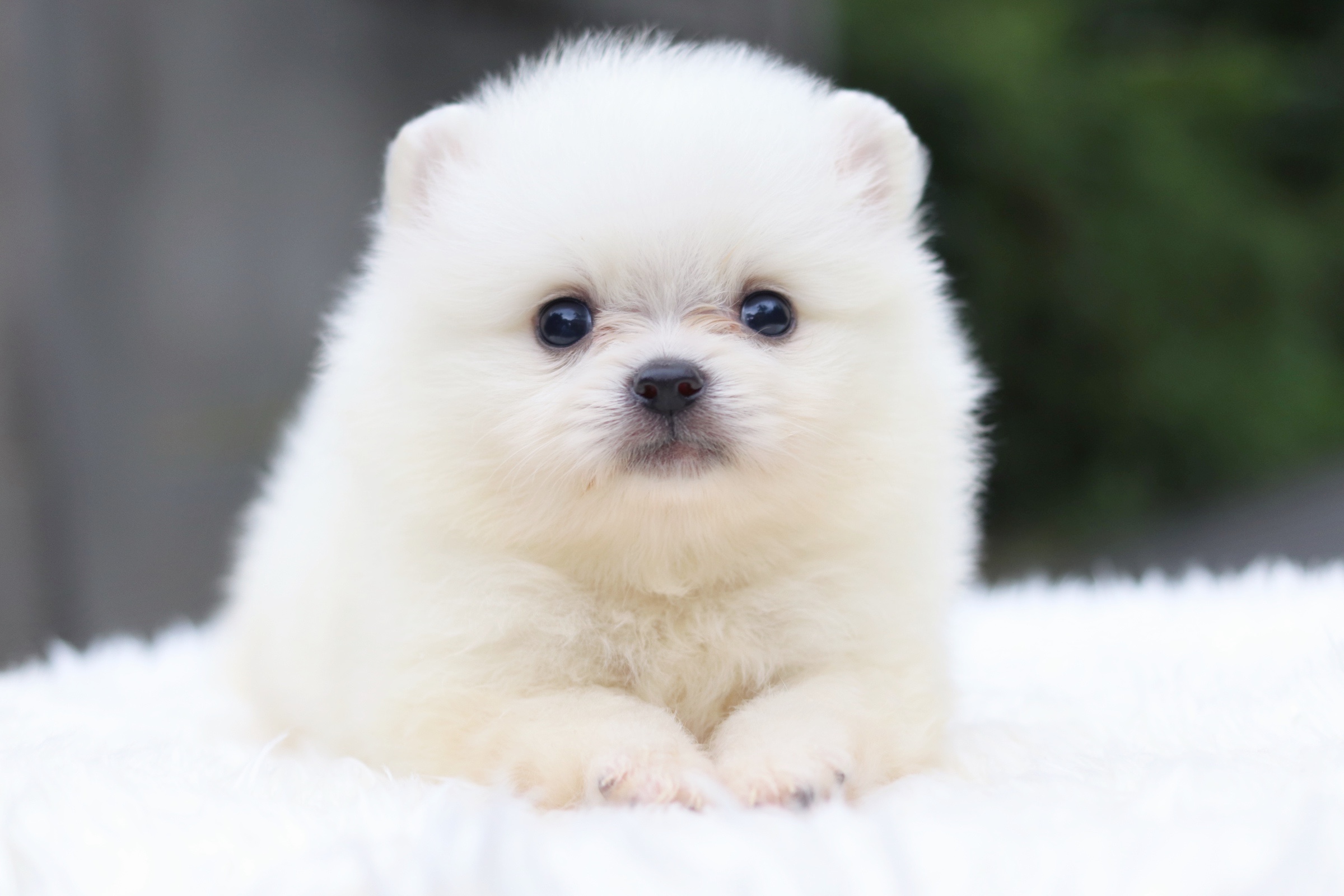 ปอมเมอเรเนียน เพศผู้ขาวครีม ไซส์เล็ก