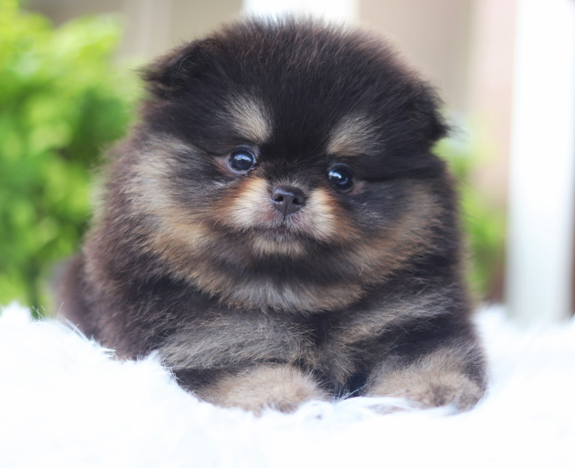 ปอมเมอเรเนียน เพศผู้สีแบล็คแทน