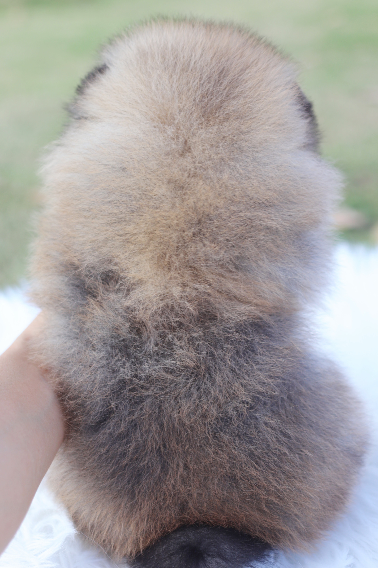 ปอมเมอเรเนียน เพศเมีย สีส้ม เกรดโชว์