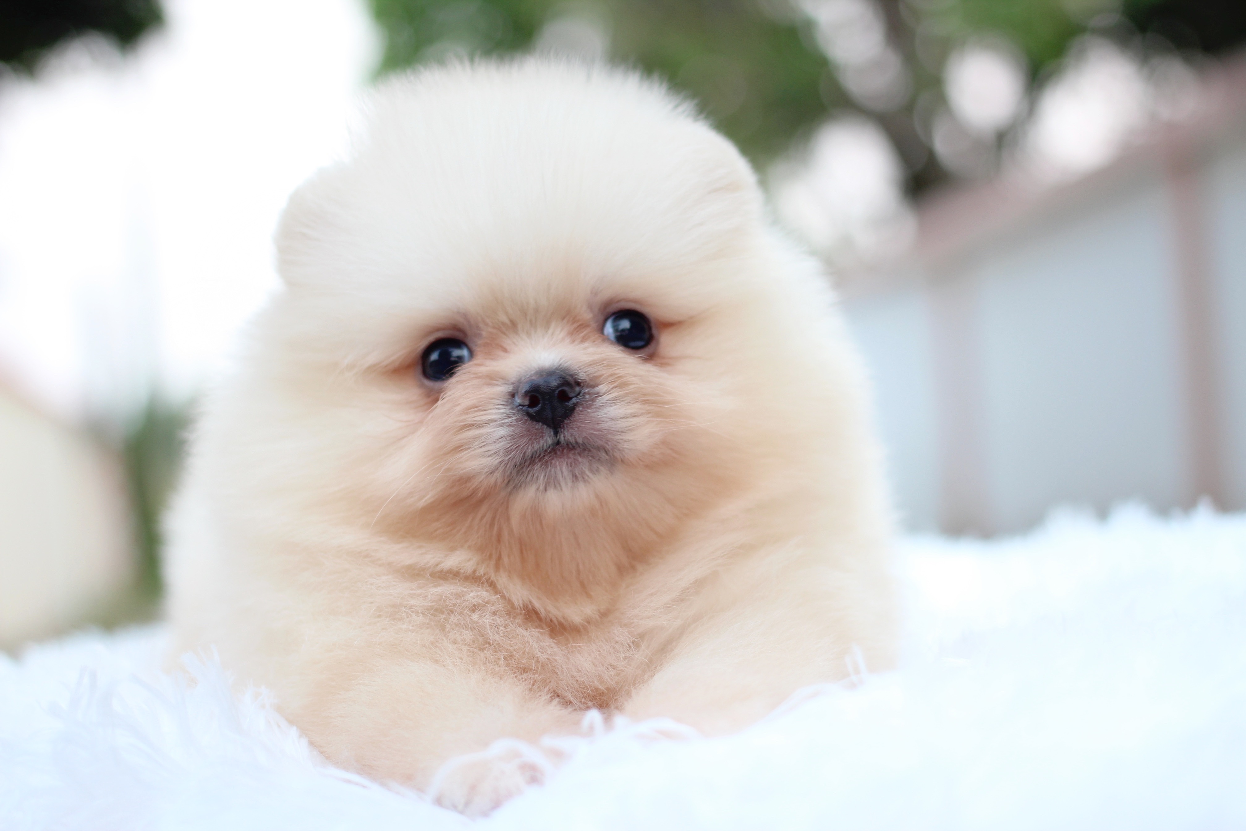 ปอมเมอเรเนียน เพศผู้สีครีม