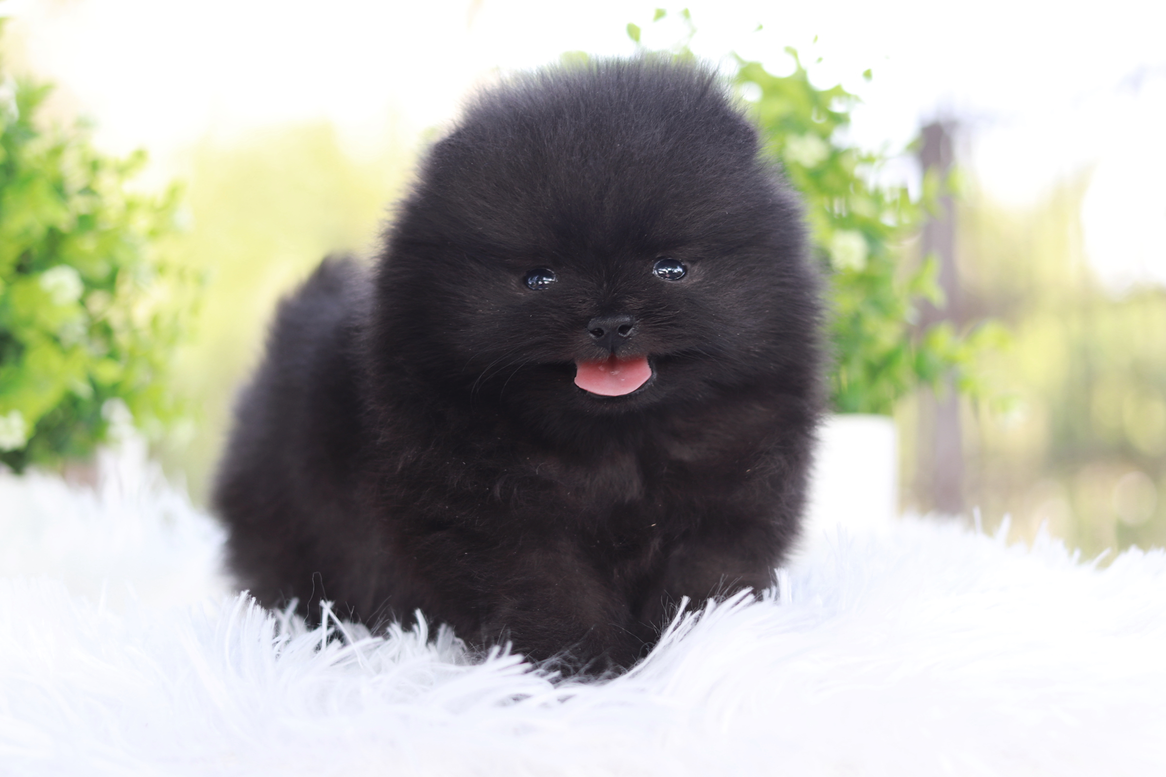 ปอมเมอเรเนียน เพศผู้สีดำ