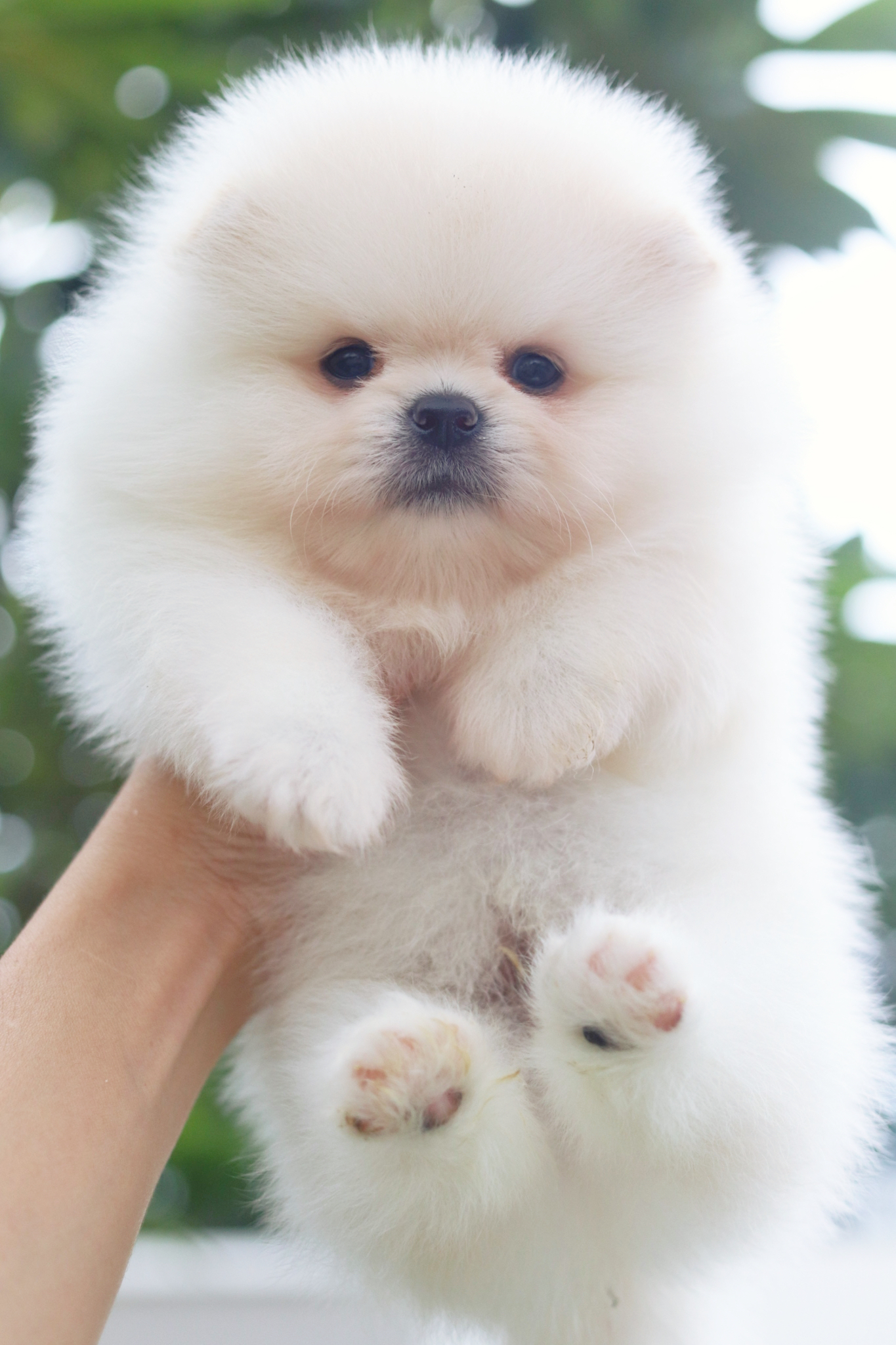 ปอมเมอเรเนียน เพศผู้สีขาวครีม เกรดโชว์