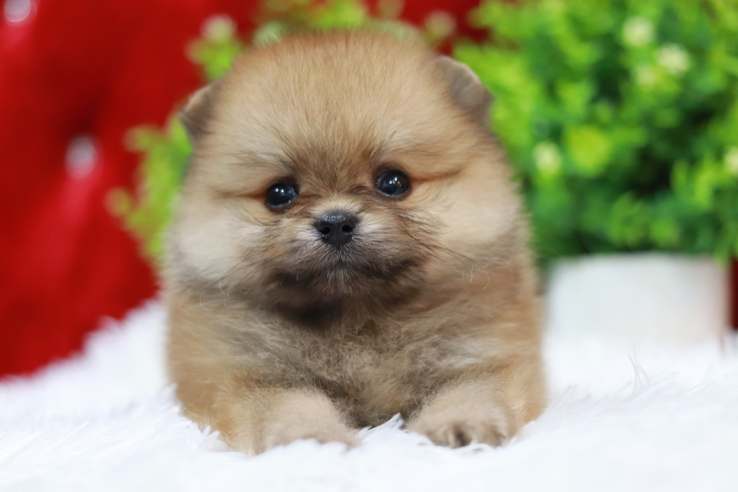 ปอมเมอเรเนียน เพศผู้ สีส้มหน้าตุ๊กตาขนแน่น