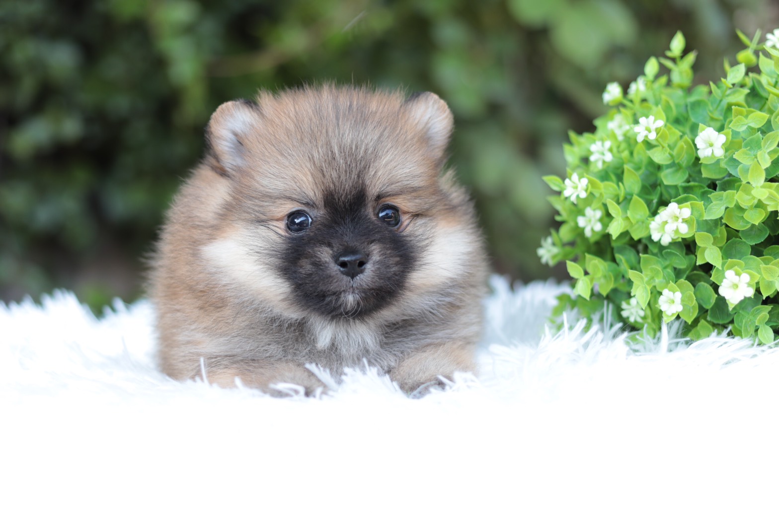 ปอมเมอเรเนียน เพศผู้สีส้ม