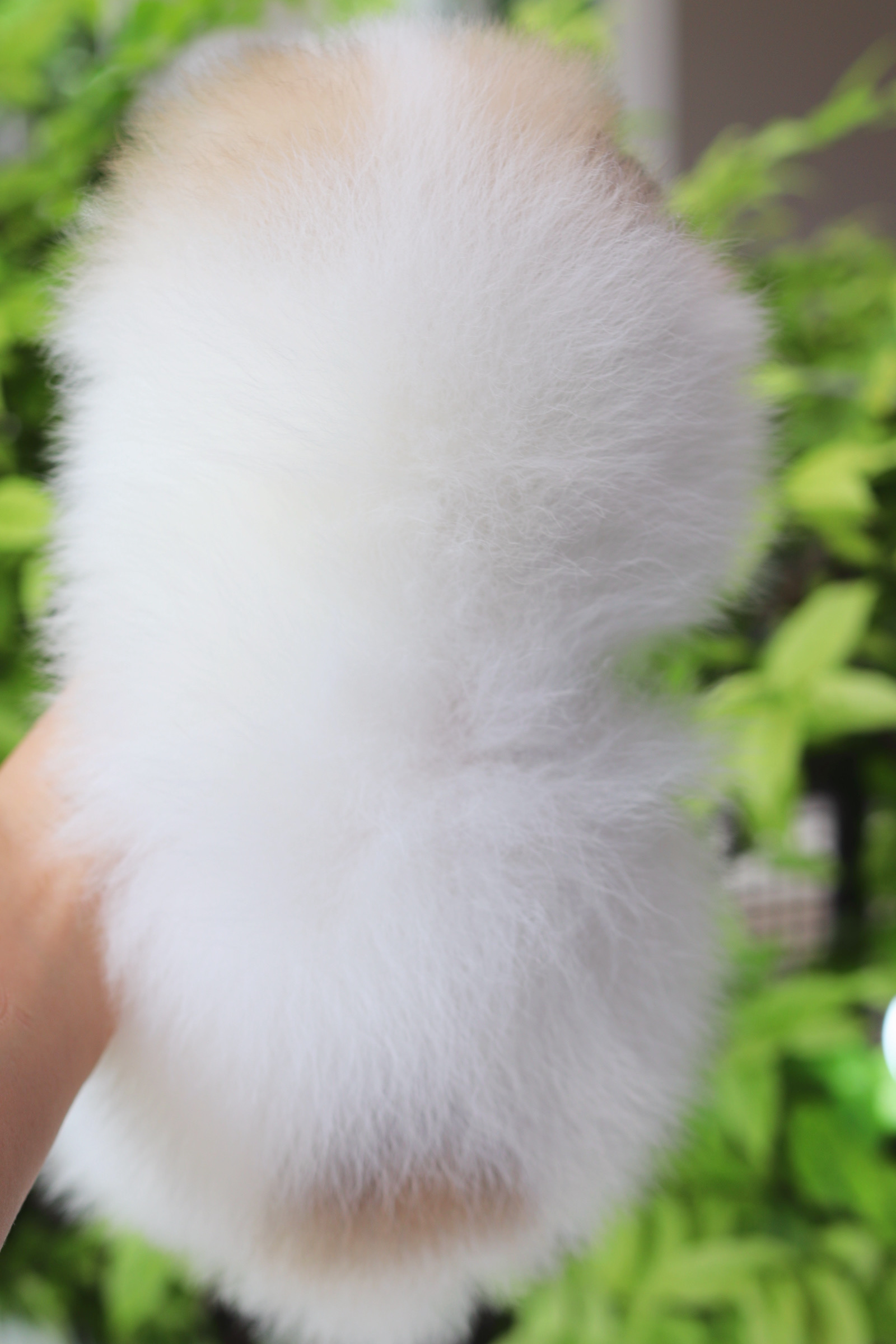 ปอมเมอเรเนียน เพศผู้ สีแฟนซีลูกครึ่งเกาหลี