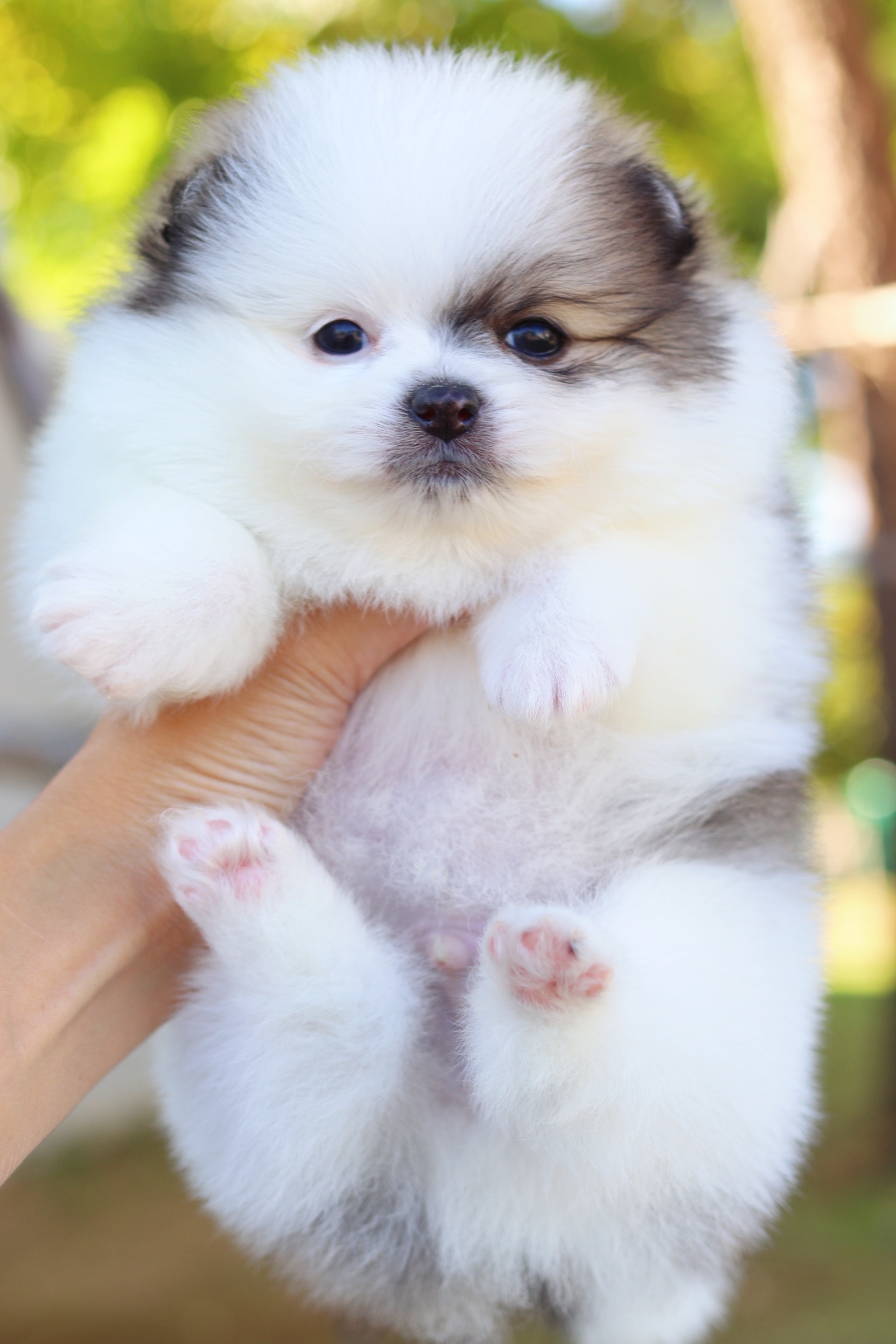 ปอมเมอเรเนียน เพศผู้ สีแฟนซี