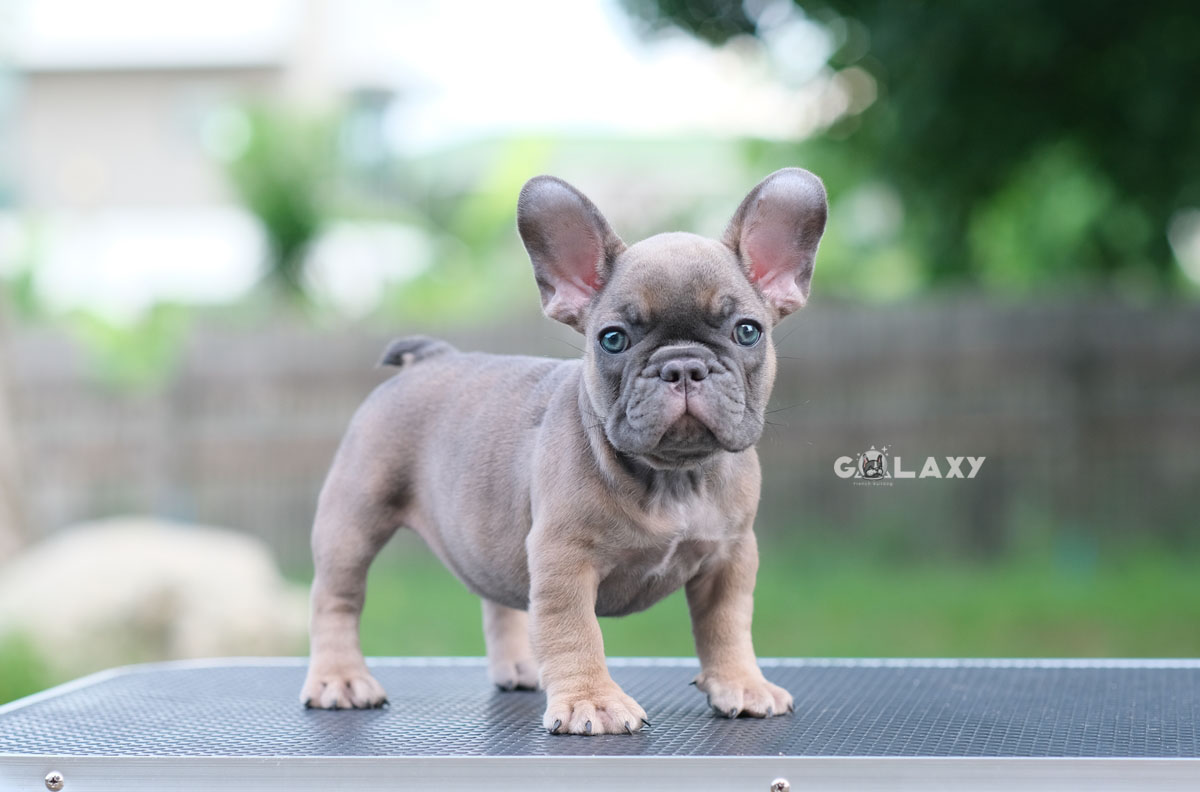 ตัวเมีย สีบลูฟร้อนต์ หน้าใหญ่ หัวโตๆ ตาสีฟ้า ใบหูใหญ่เป็นเอกลักษณ์ เป็นตัวเมียที่สวยไม่แพ้ตัวผู้เลยค่ะ ใครสนใจพลาดไม่ได้, ได้รับการฉีดวัคซีนรวมป้องกัน5โรค ,สุนัขร่างกายสมบูรณ์แข็งแรง สุขภาพจิตดีทุกตัว 092-9918888