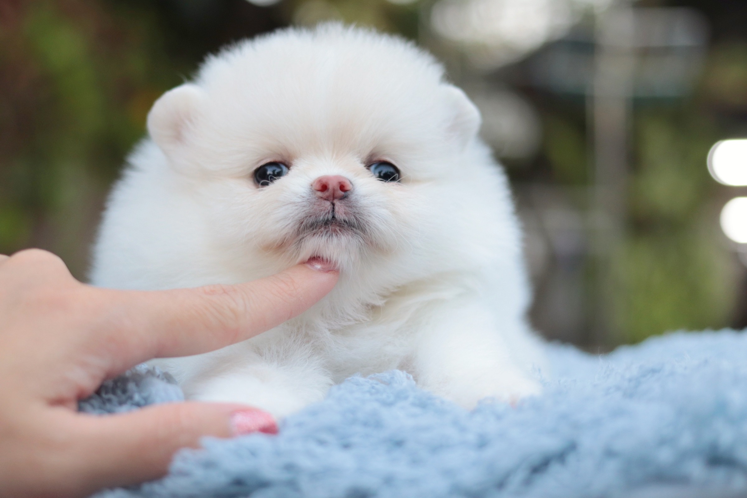 ปอมเมอเรเนียน เพศเมีย สีขาวครีม ไซส์เล็ก