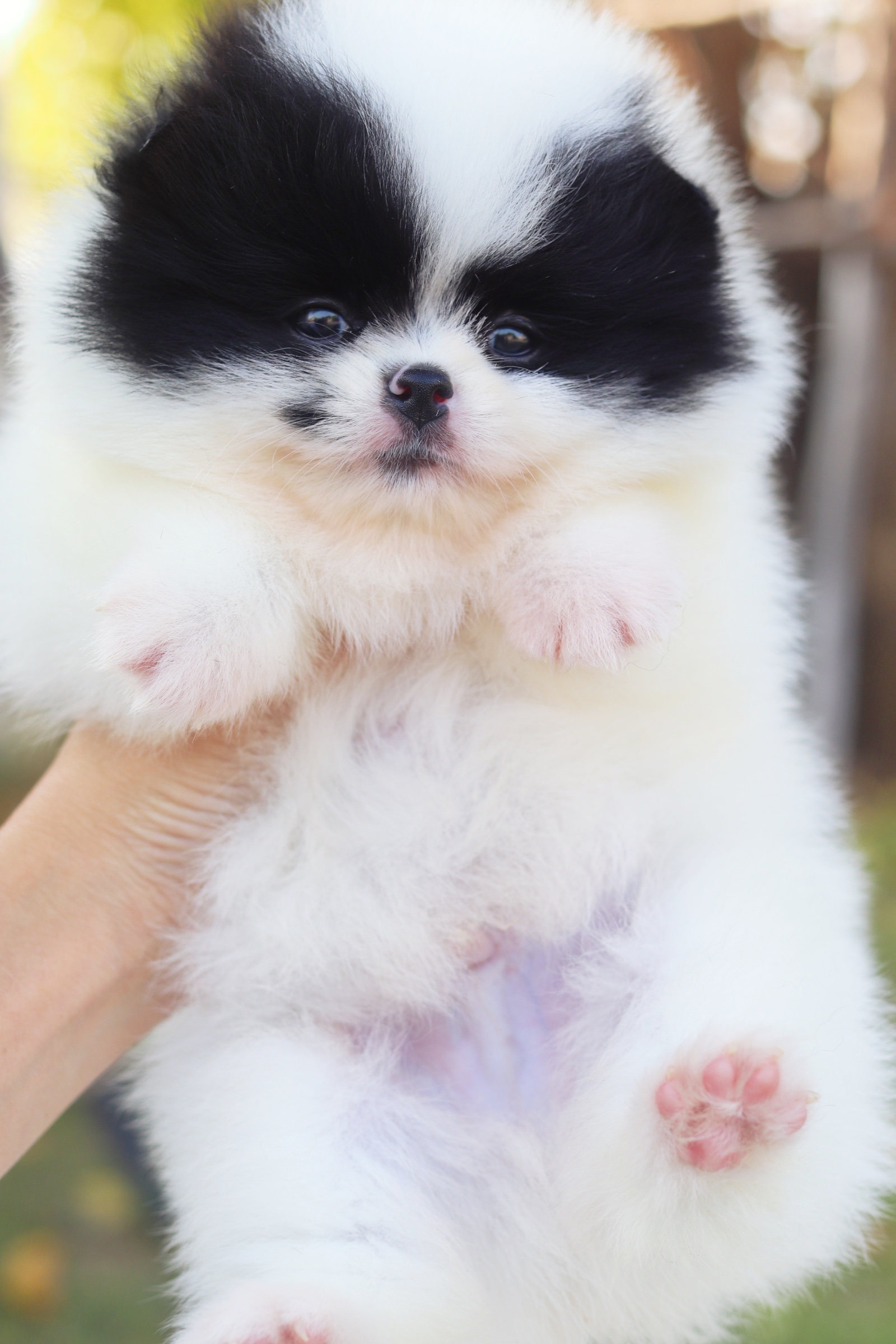 ปอมเมอเรเนียน เพศผู้สีแฟนซีแพนด้า