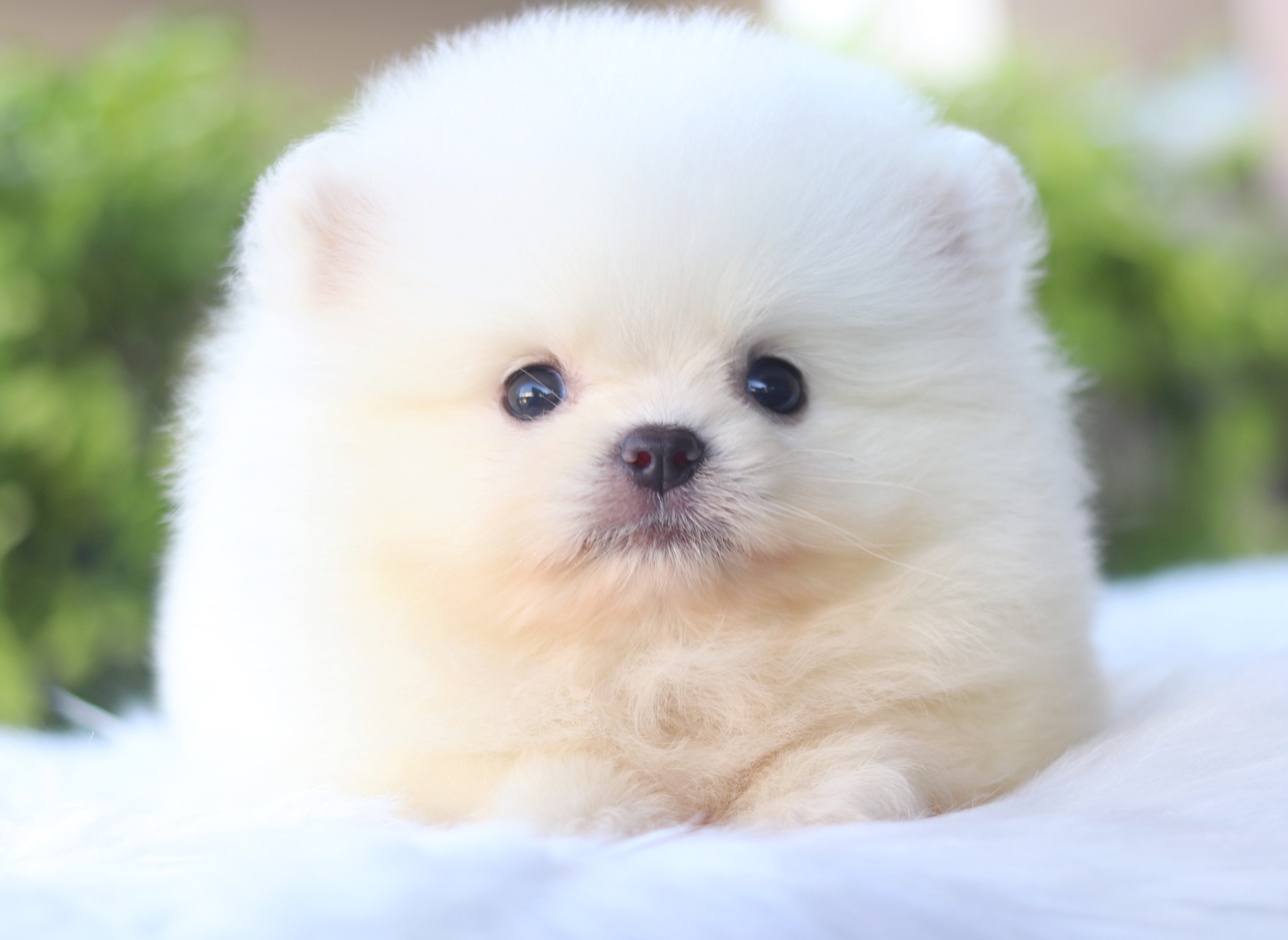 ปอมเมอเรเนียน เพศผู้สีขาวครีมเกรดโชว์