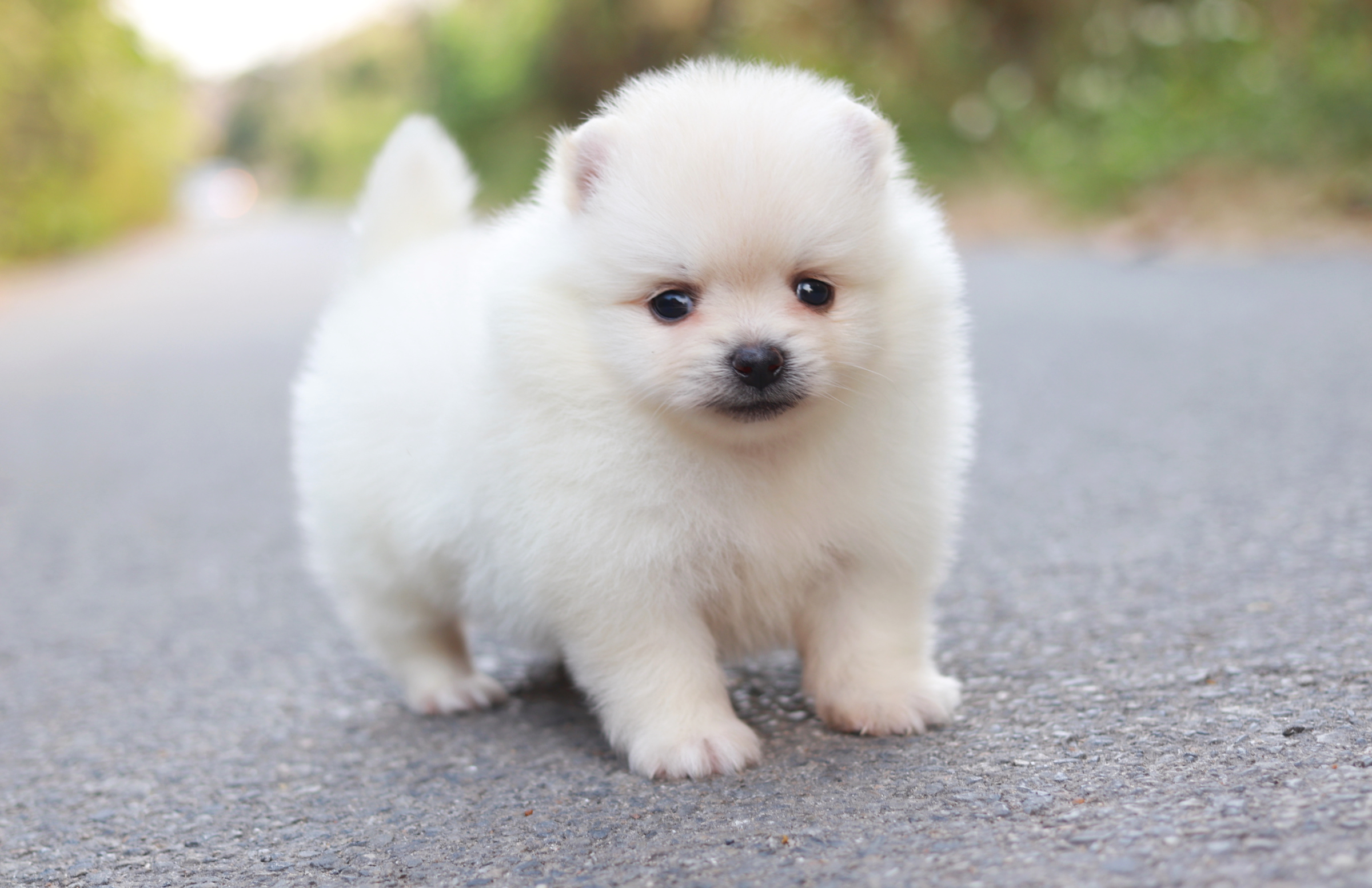 ปอมเมอเรเนียน เพศเมีย