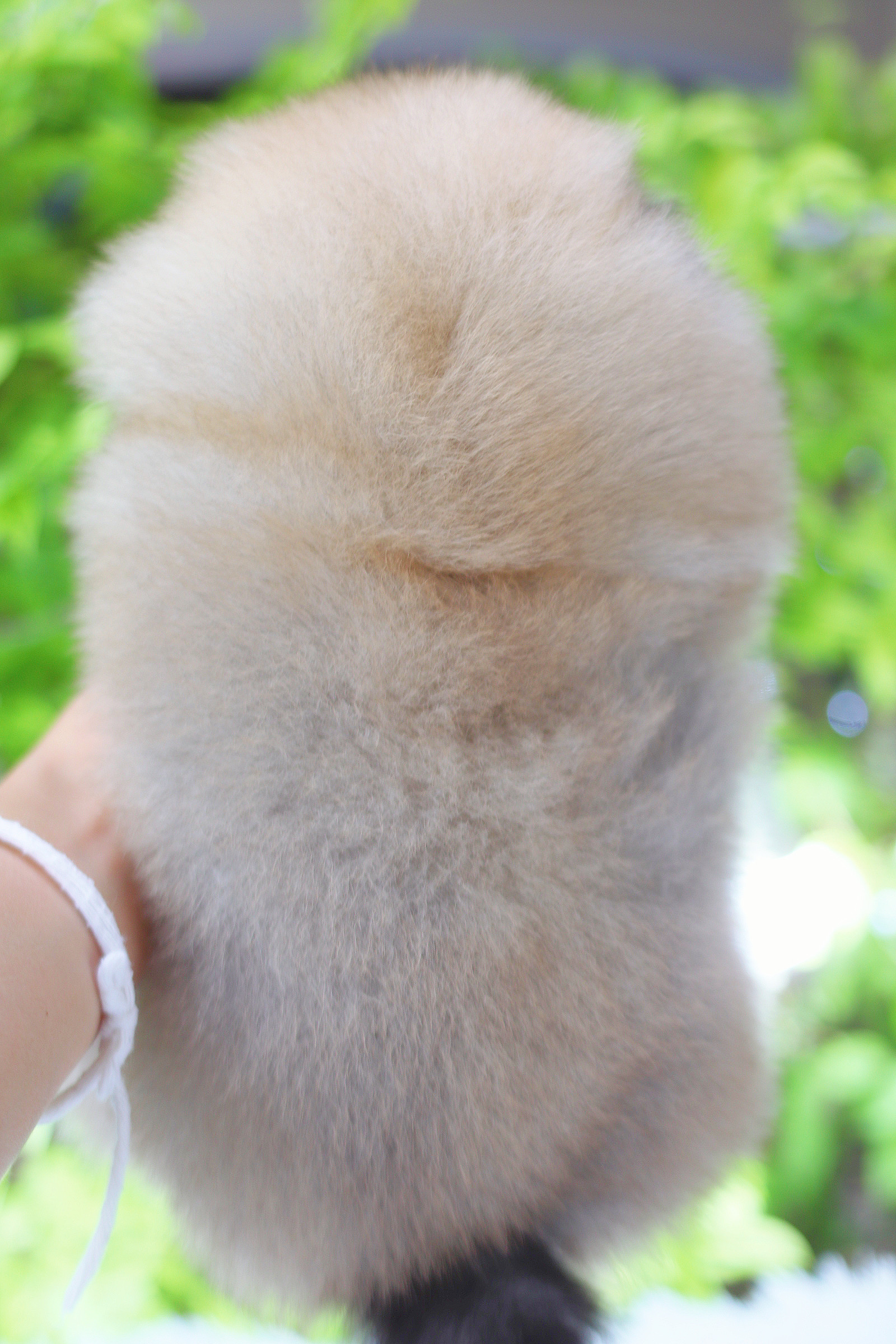 ปอมเมอเรเนียน เพศผู้ สีส้ม