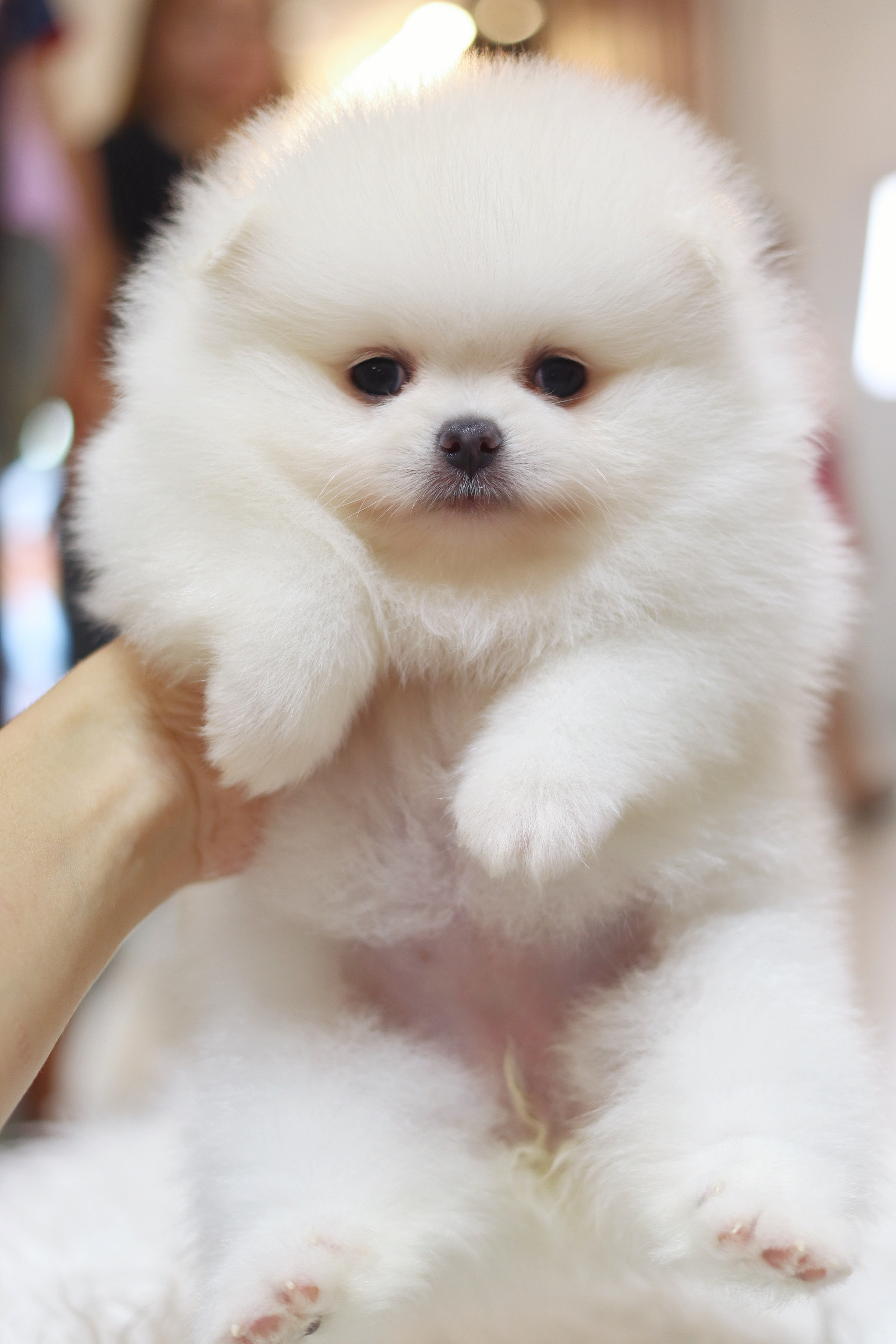 ปอมเมอเรเนียน เพศเมียสีขาวครีม เกรดโชว์