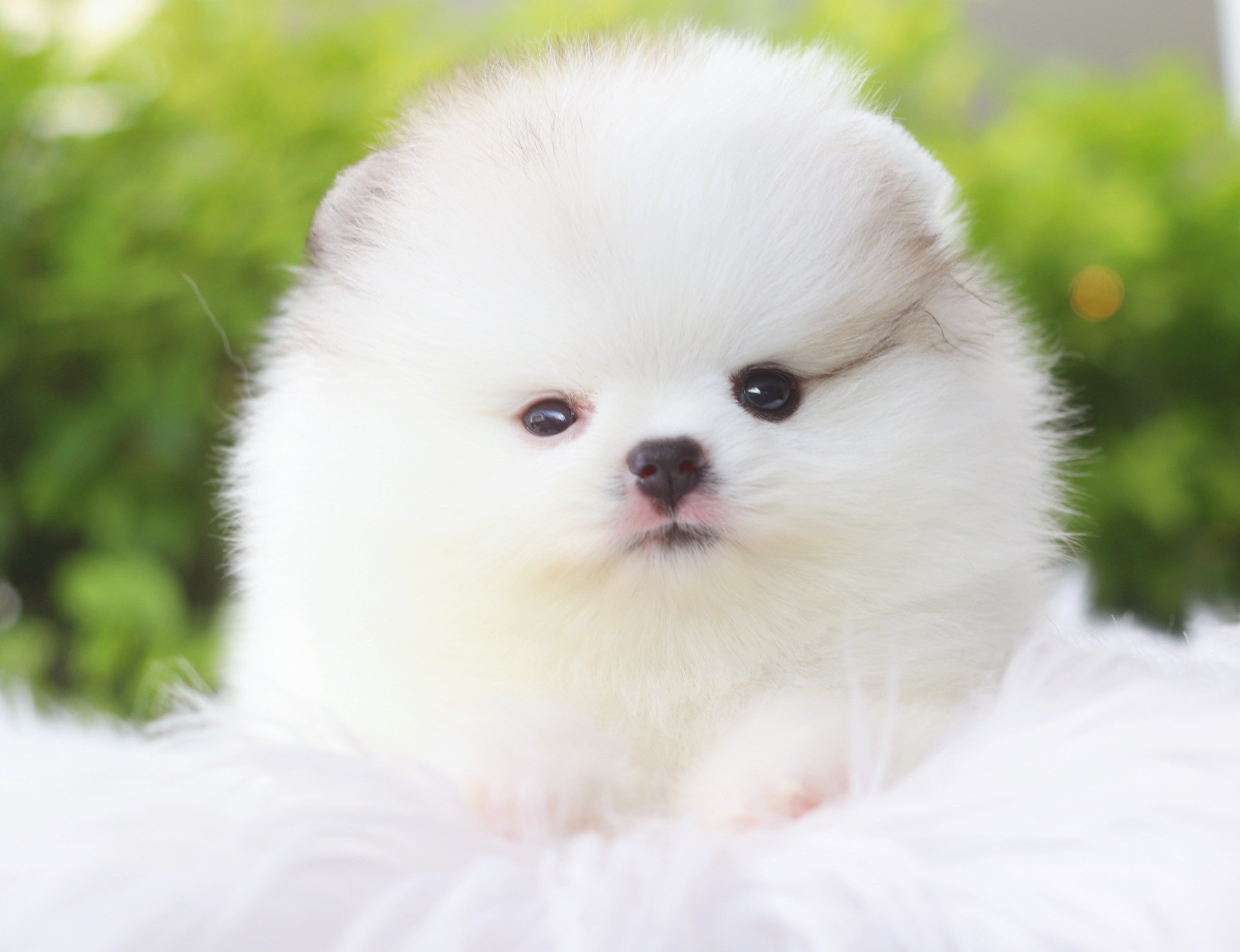 ปอมเมอเรเนียน เพศเมียสีแฟนซี