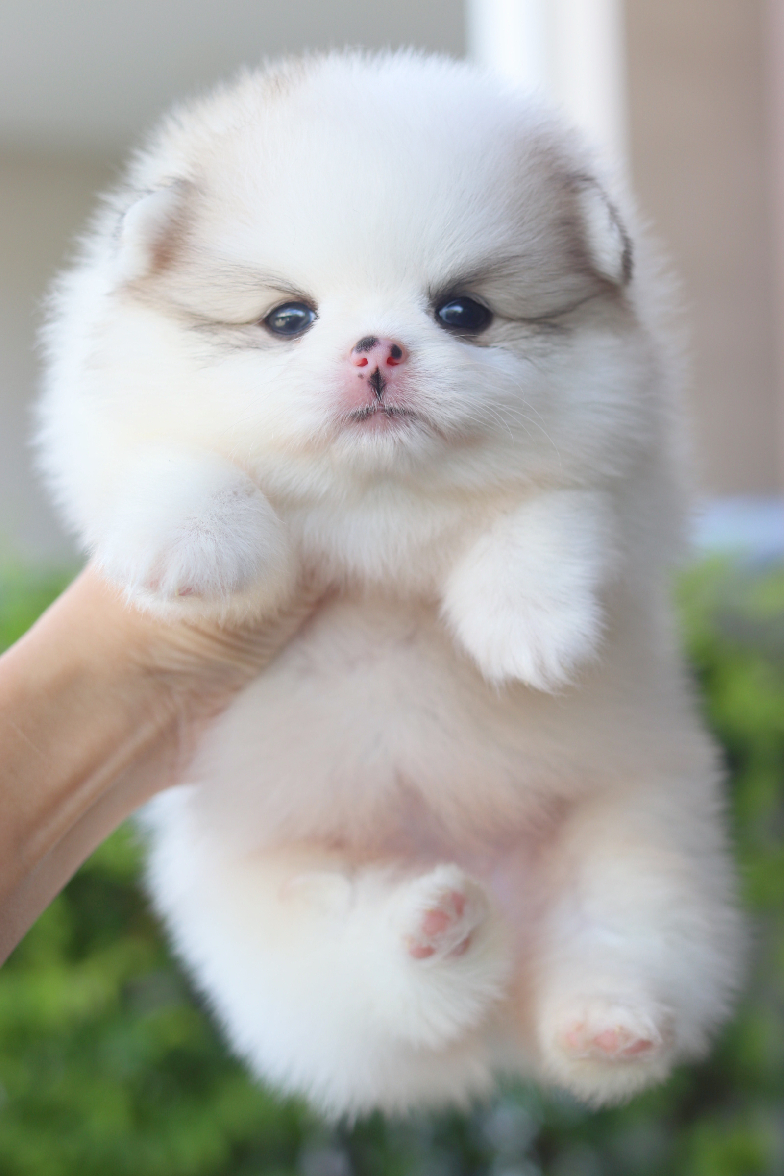 ปอมเมอเรเนียน เพศเมียสีแฟนซี