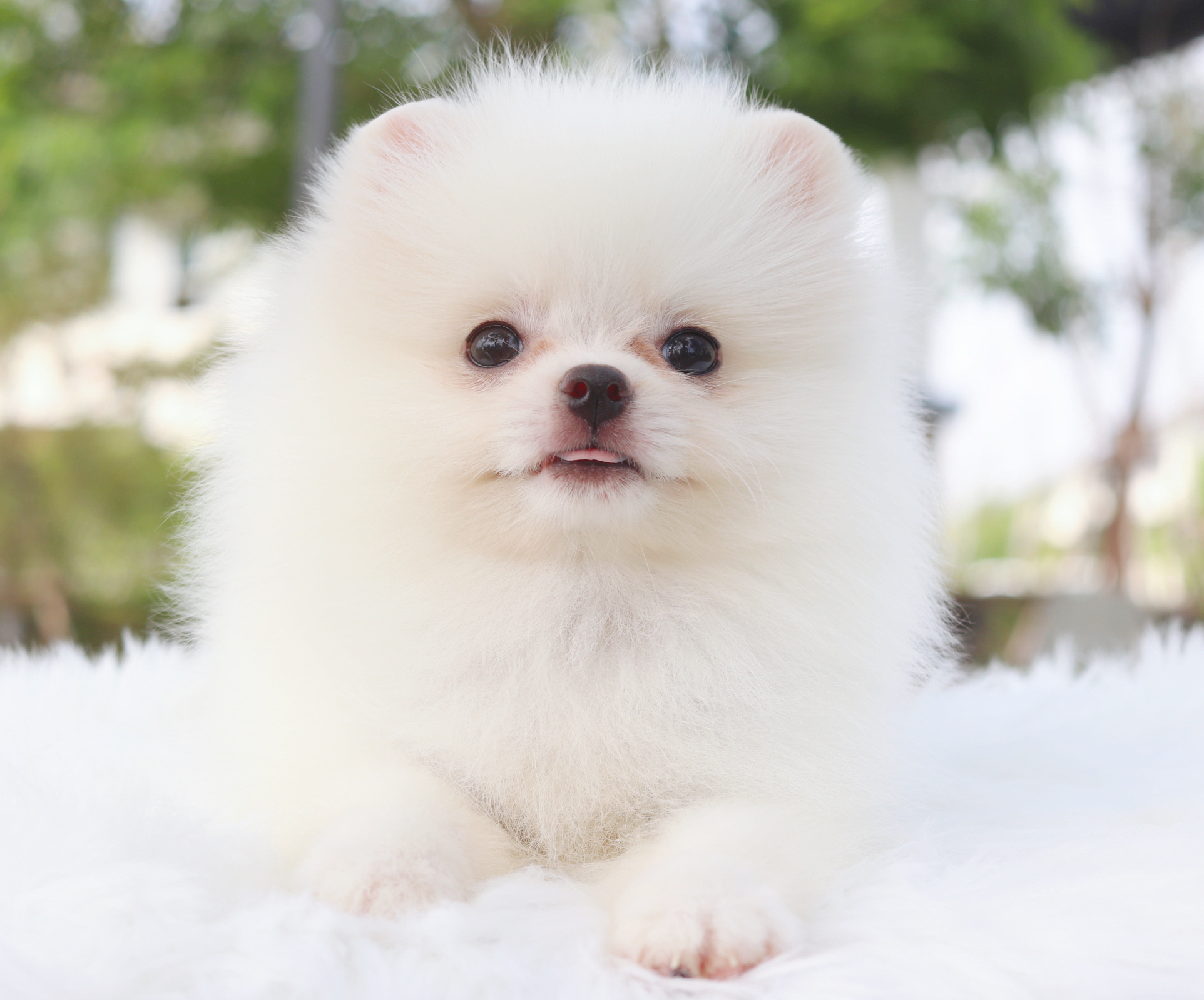 ปอมเมอเรเนียน เพศผู้ สีขาวครีม