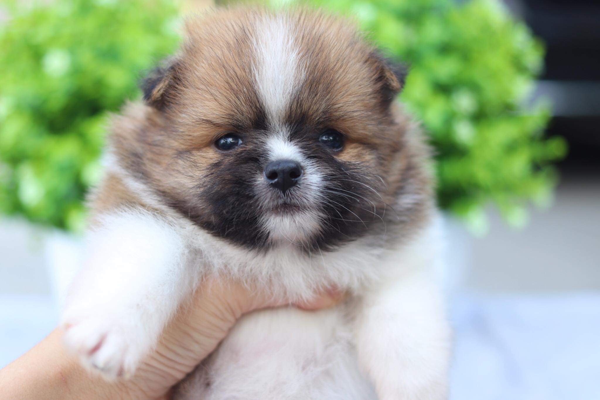 ปอมเมอเรเนียน เพศเมีย