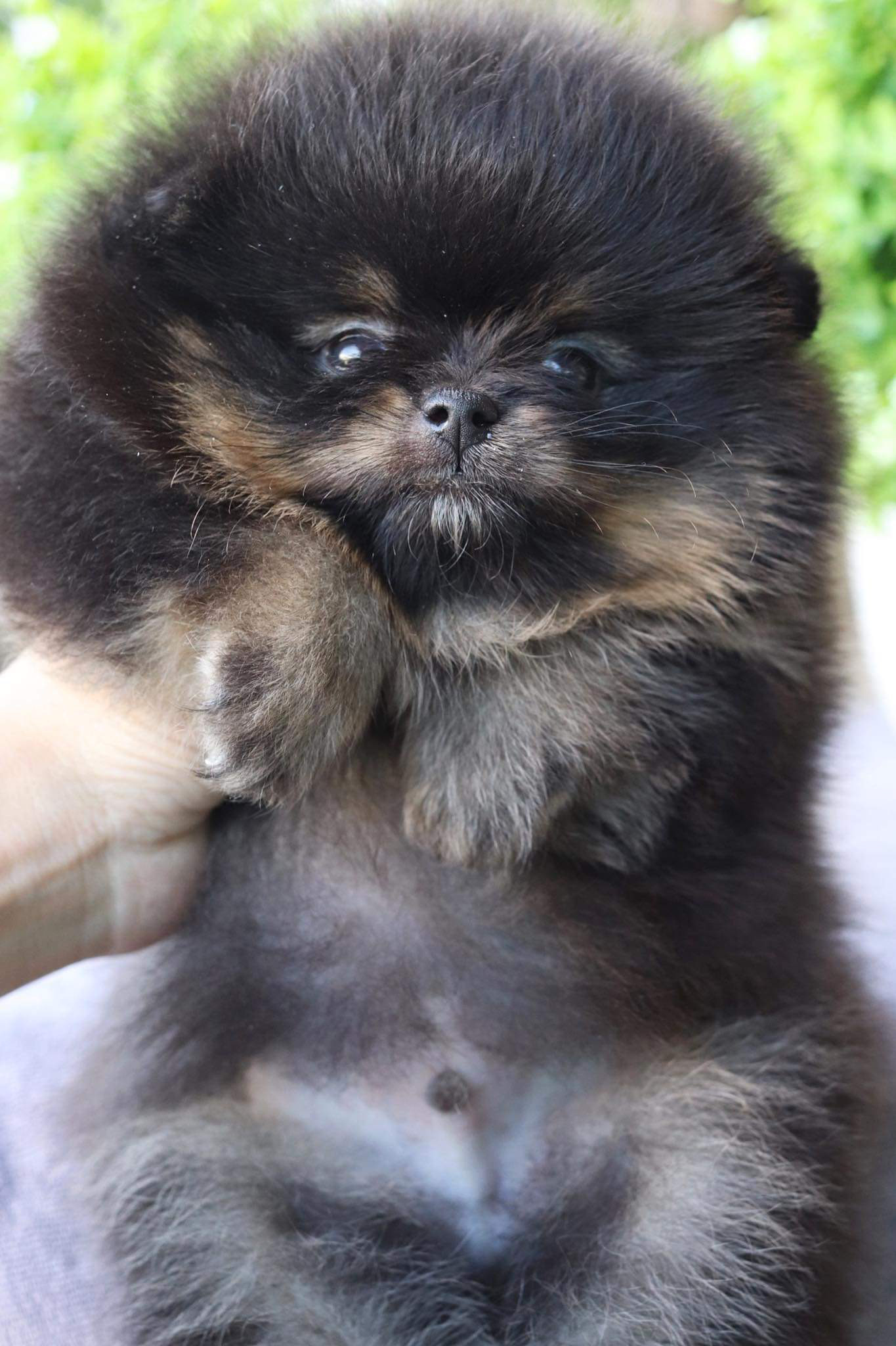 ปอมเมอเรเนียน เพศผู้