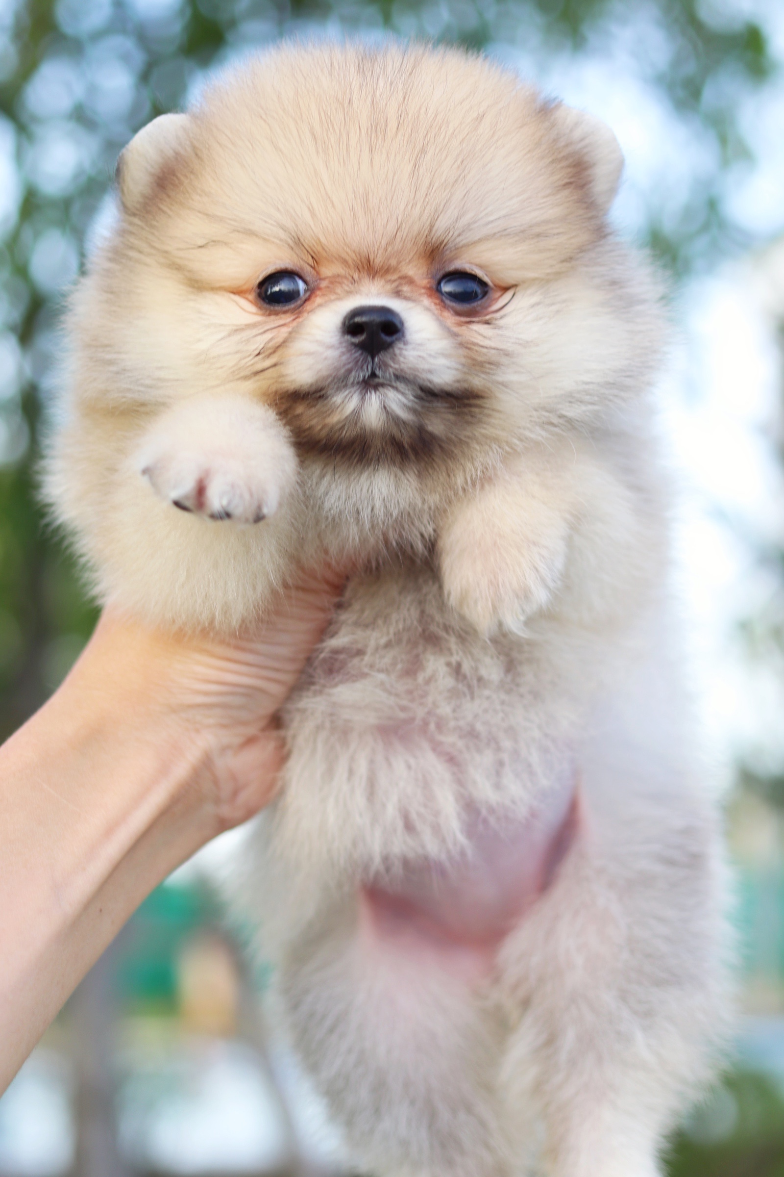 ปอมเมอเรเนียน เพศเมียสีส้ม ไซส์เล็ก